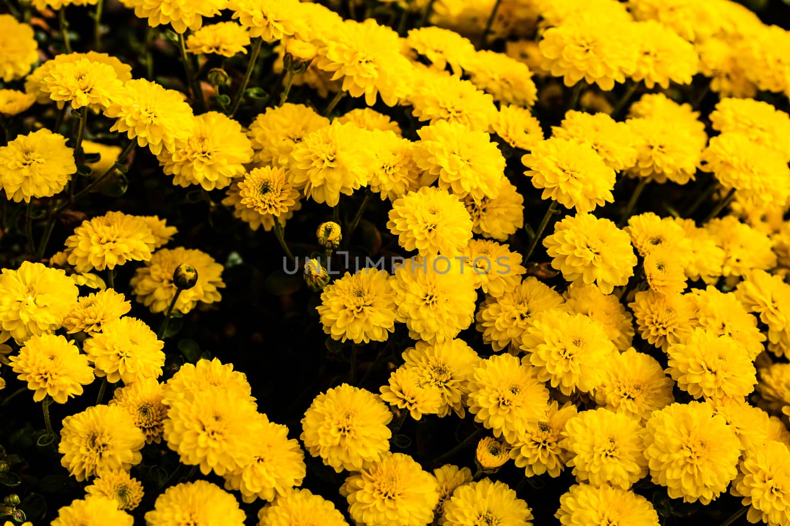 Selective focus on floral background wallpaper with Chrysanthemu by vladispas