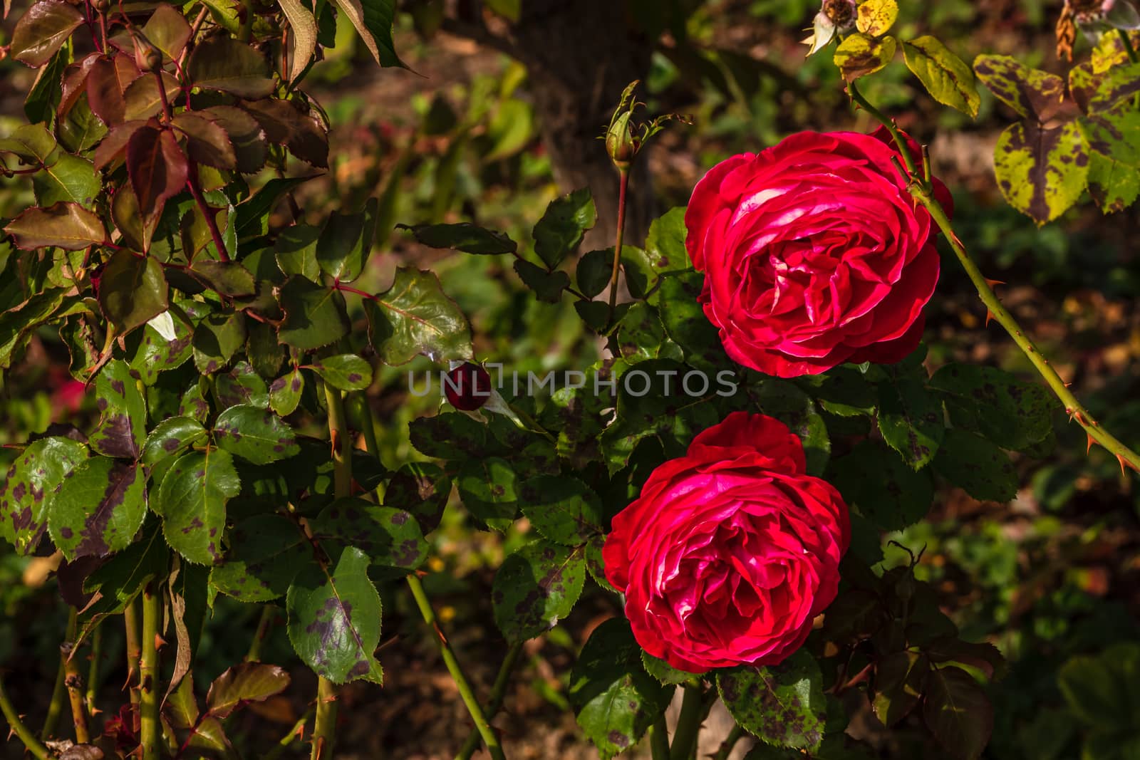 Close up of delicate colorful roses isolated in garden with copy space. Roses flowers isolated background wallpaper.