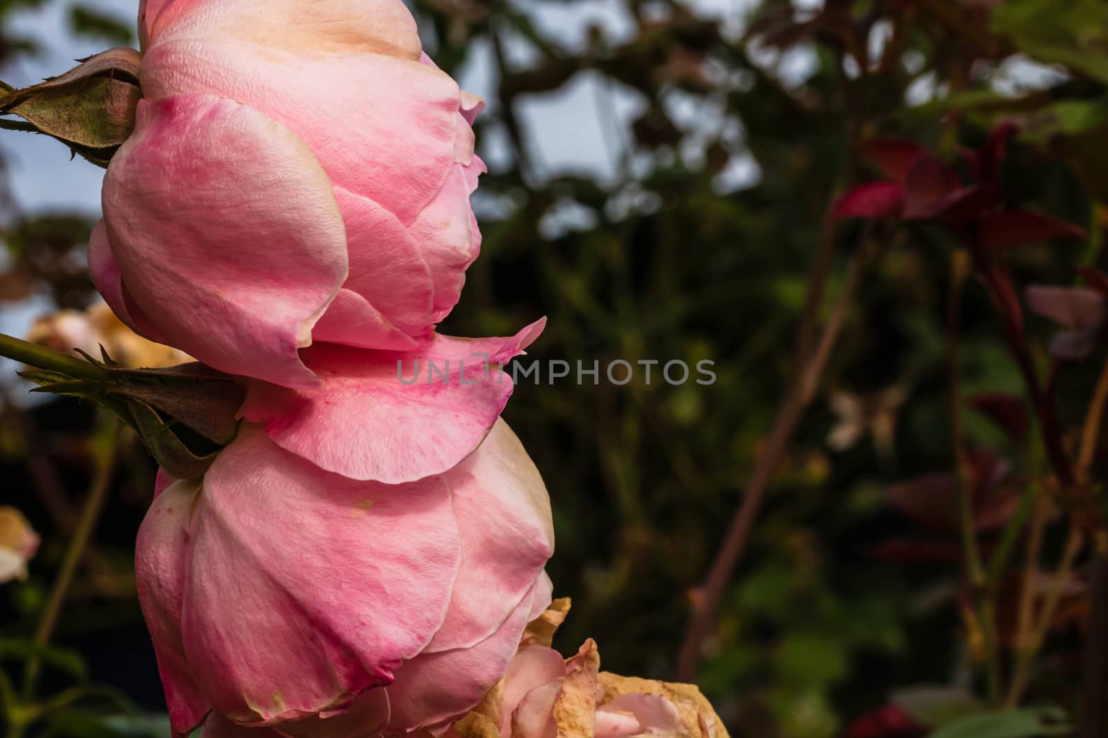 Close up of delicate colorful roses isolated in garden with copy space. Roses flowers isolated background wallpaper.