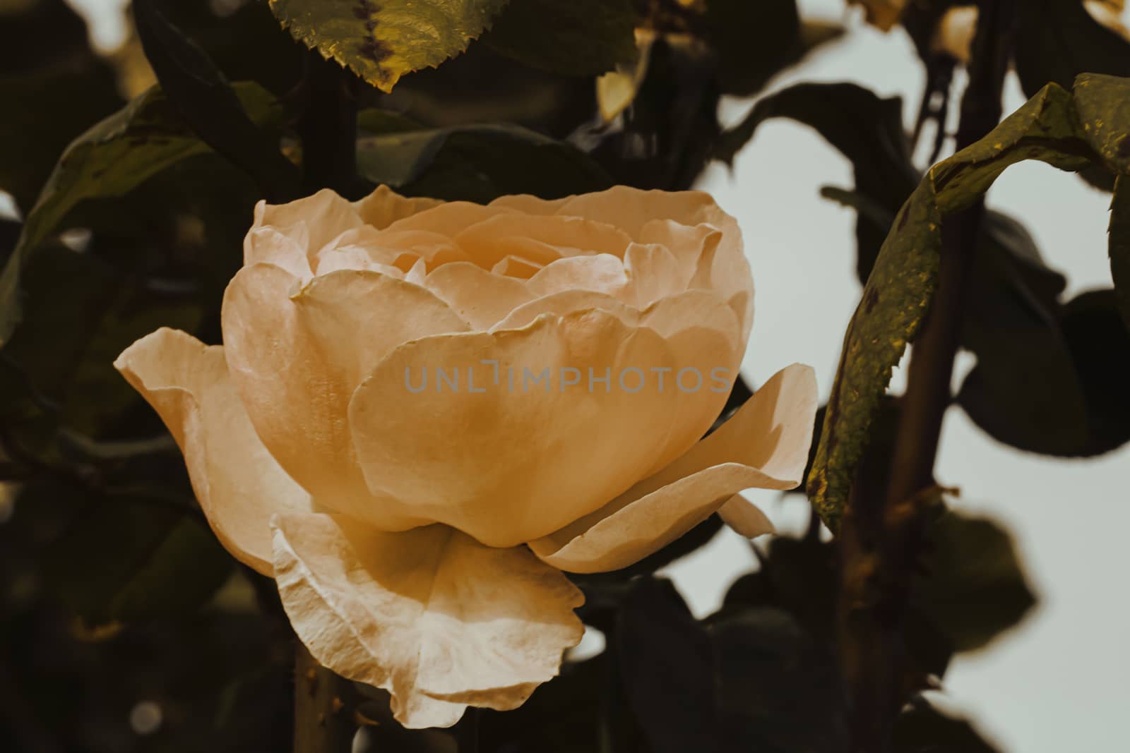 Delicate colorful rose isolated in garden with copy space. Rose isolated background wallpaper.