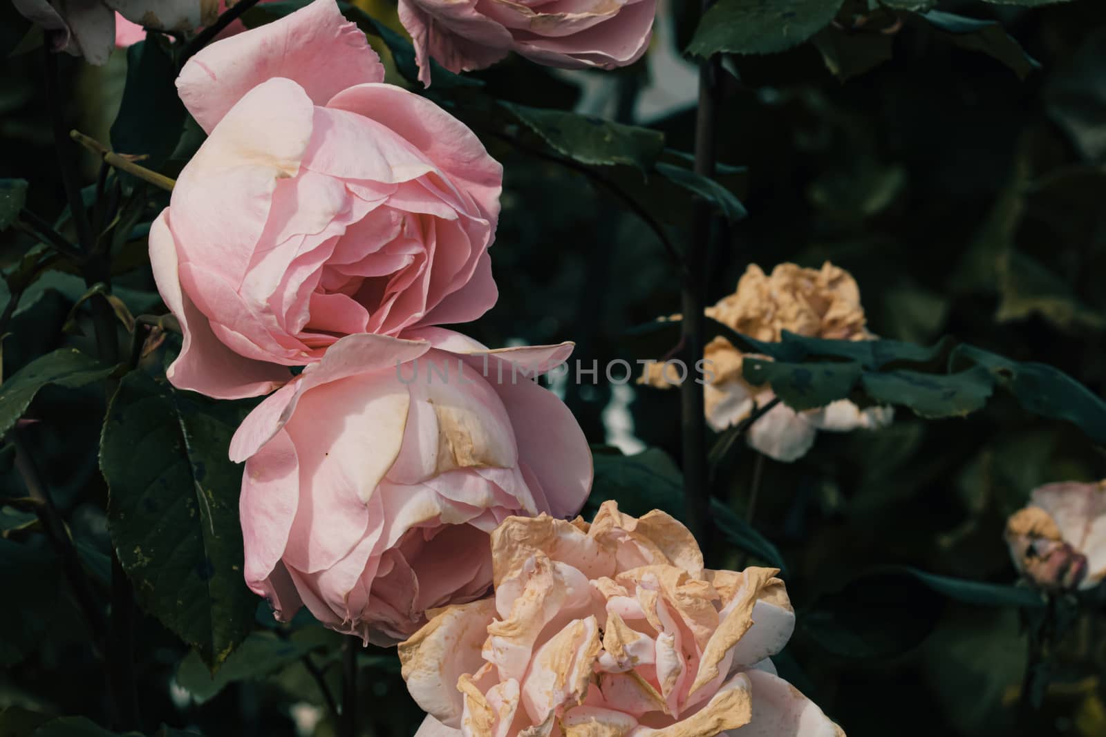 Close up of delicate colorful roses isolated in garden with copy space. Roses flowers isolated background wallpaper.