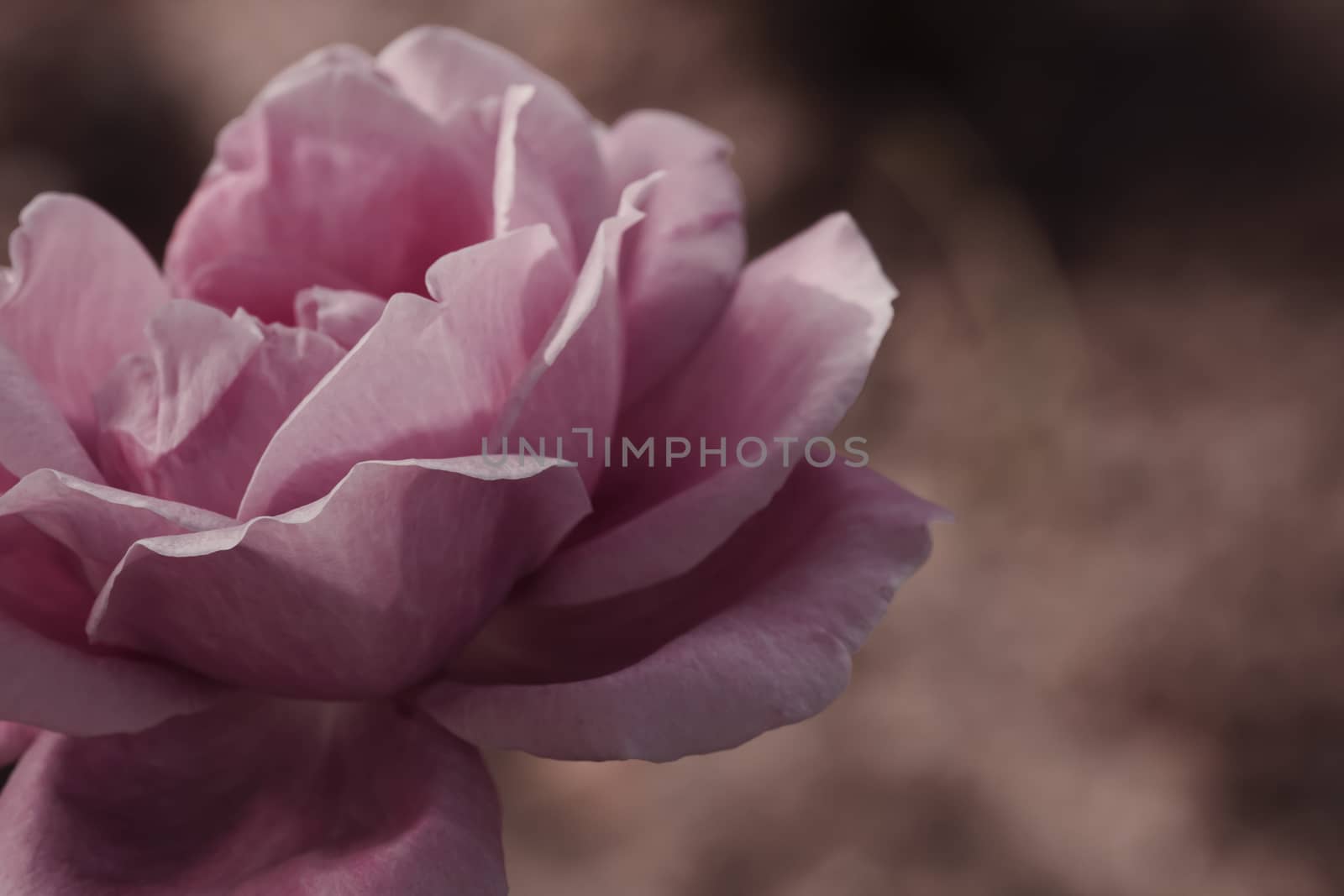 Delicate colorful rose isolated in garden with copy space. Rose isolated background wallpaper.
