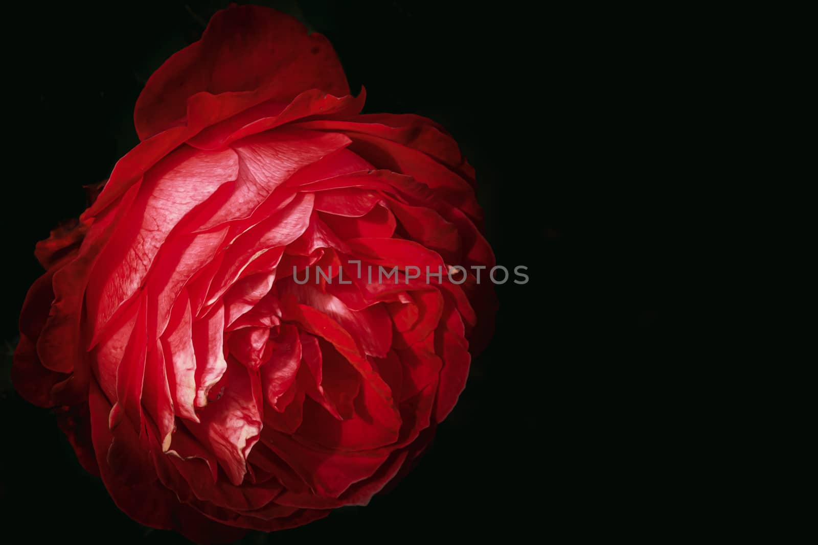 Delicate colorful rose isolated on black with copy space. Rose isolated background wallpaper.