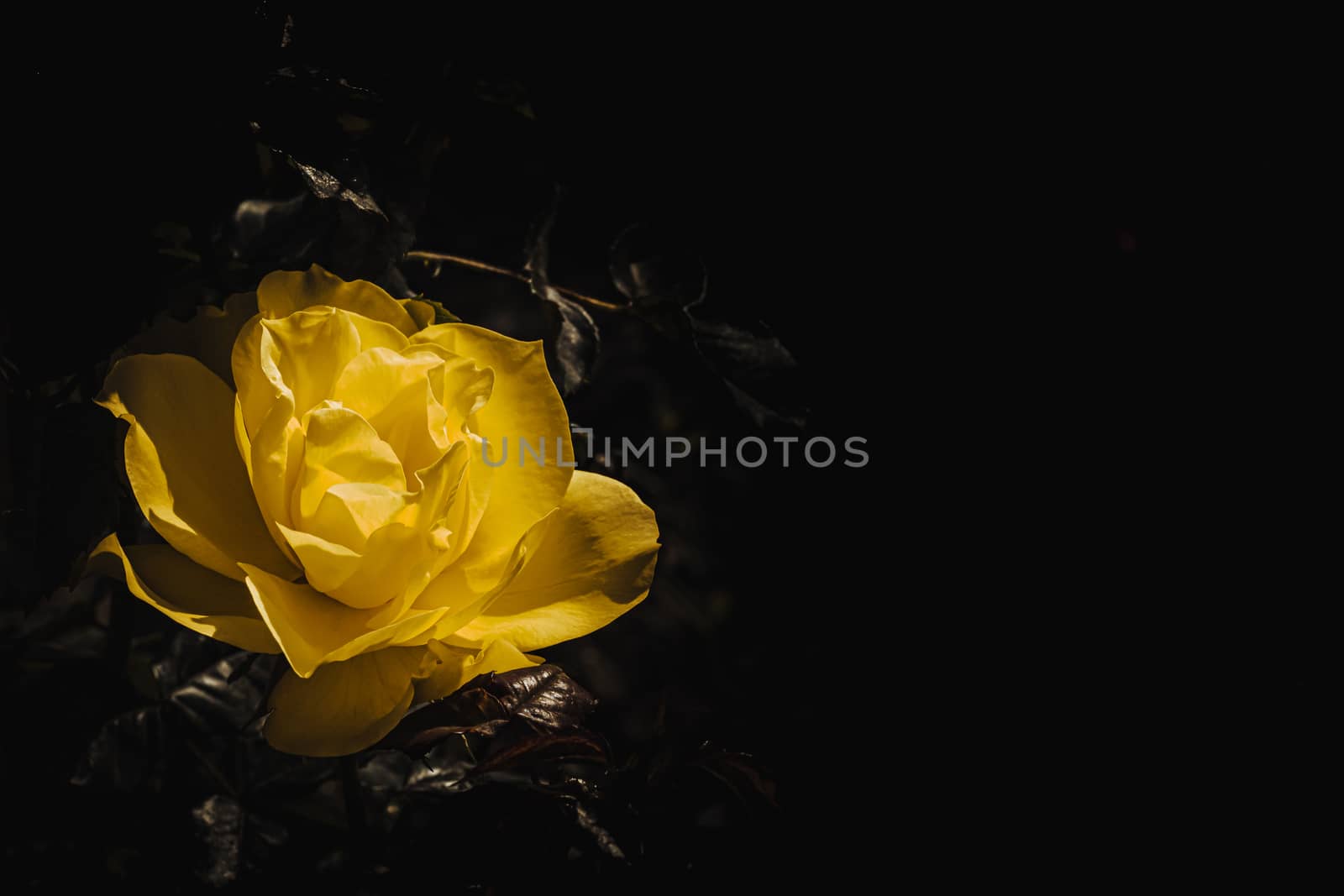 Delicate colorful rose isolated on black with copy space. Rose isolated background wallpaper.