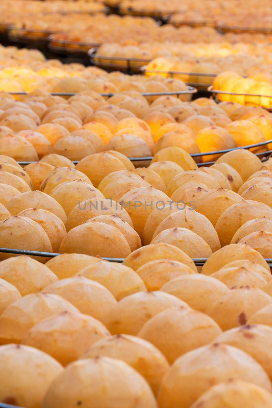 Making process of sun exposuring drying peeled dried persimmon in a sieve, autumn preserved food concept.