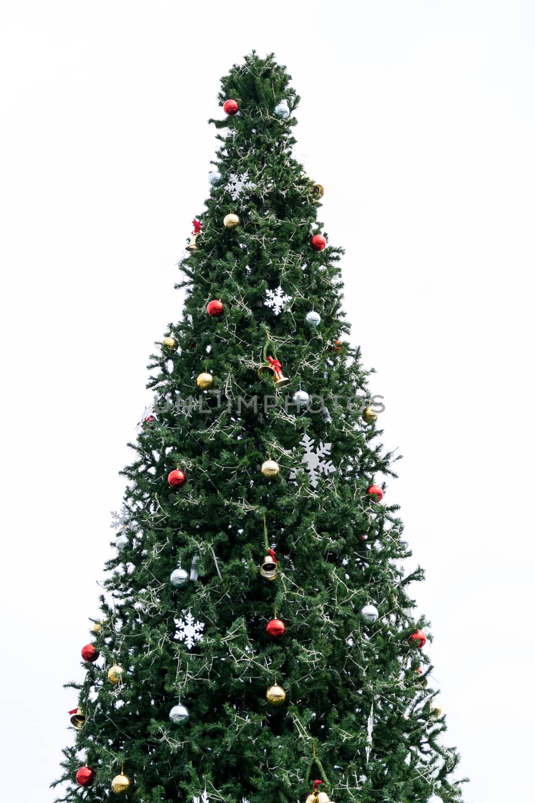 Christmas tree isolated on white background.