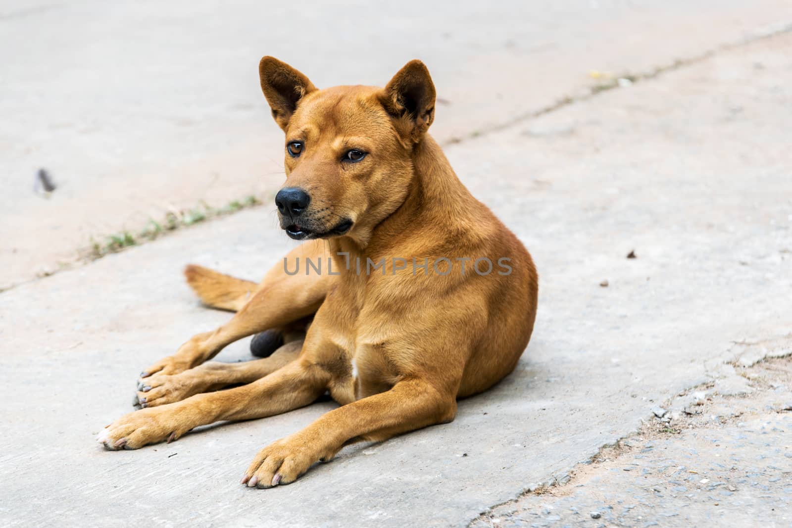 Thailand brown male dog breed.