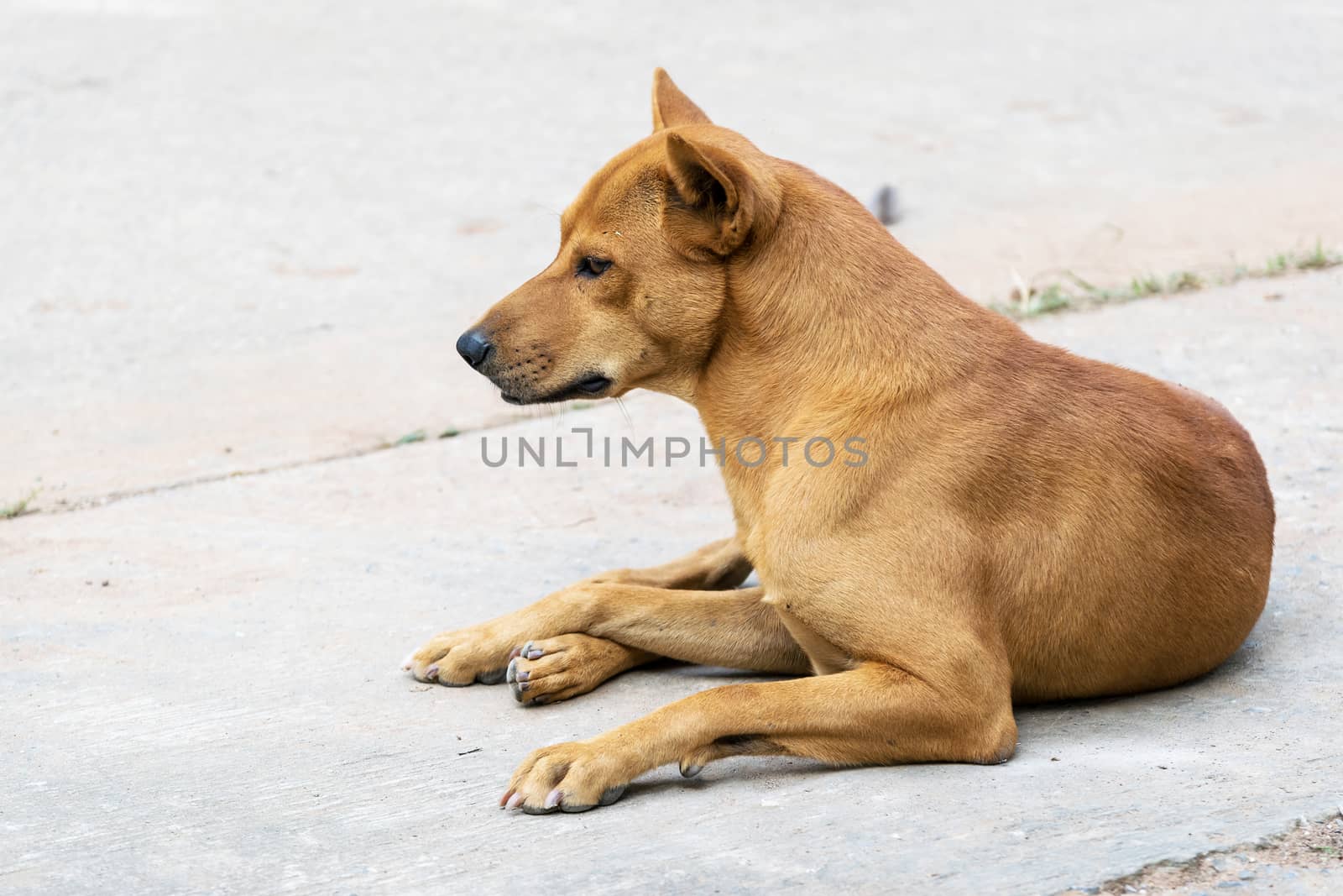 Thailand brown male dog. by wattanaphob