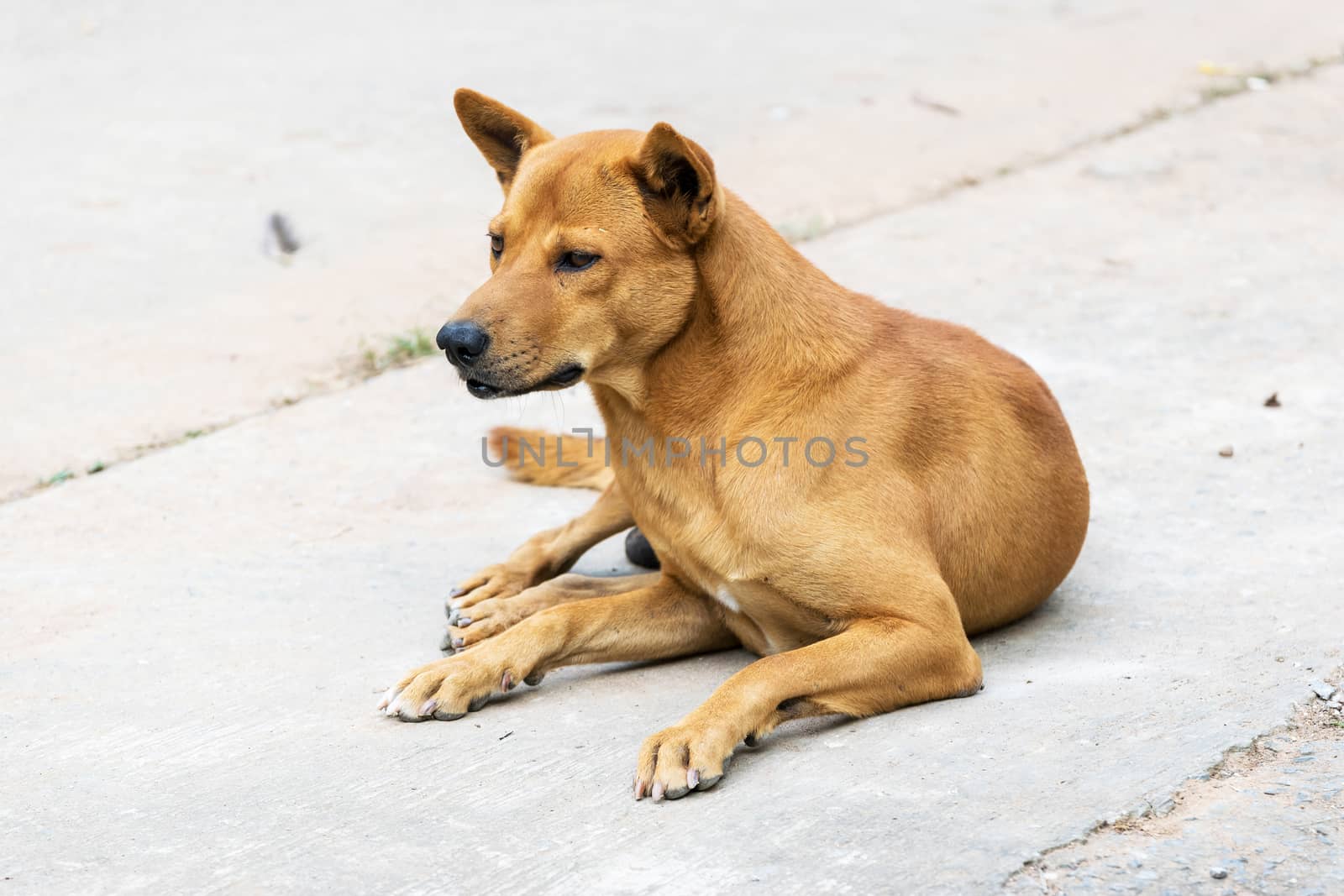 Thailand brown male dog breed.