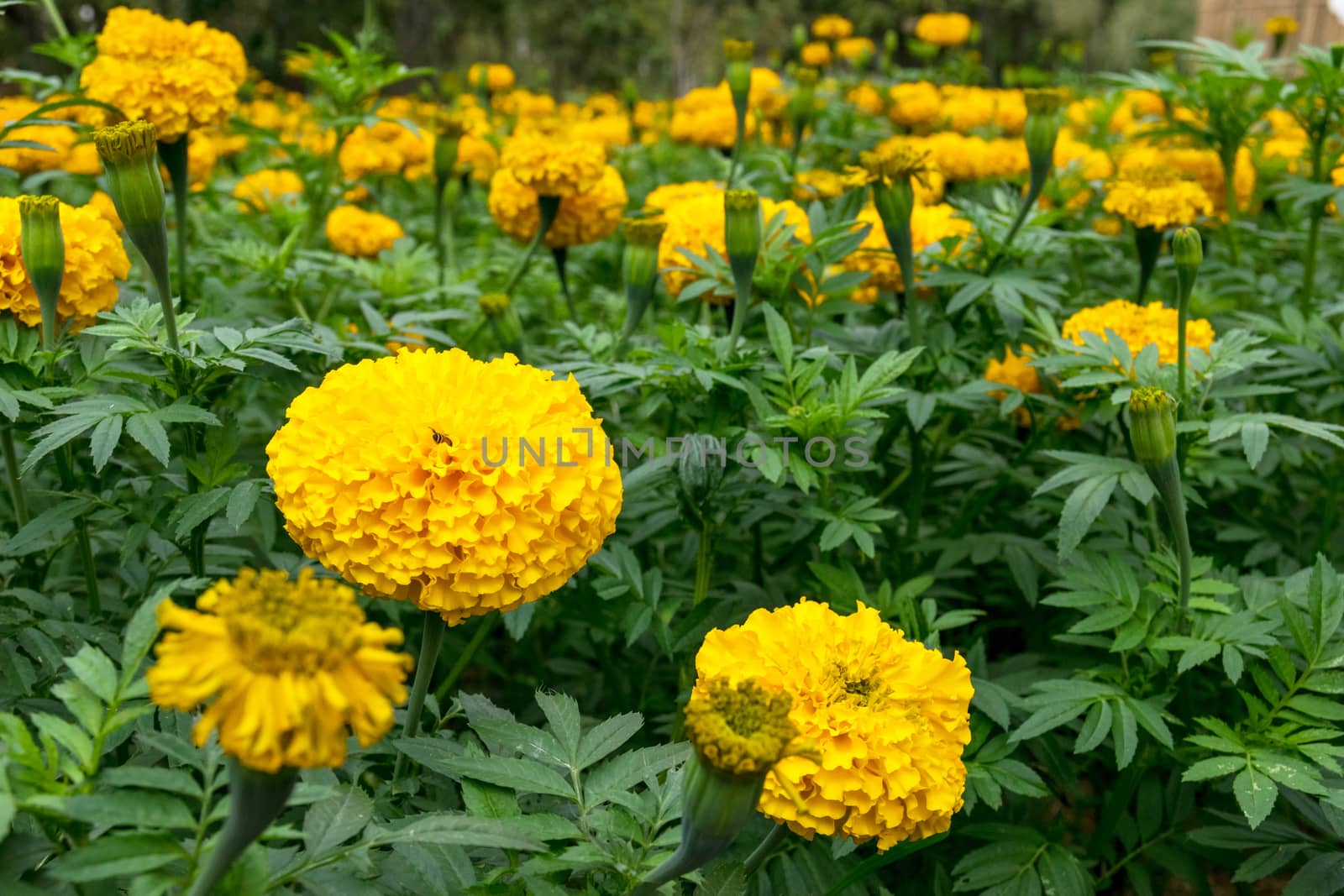 Beautiful and colorful golden yellow marigold flower.