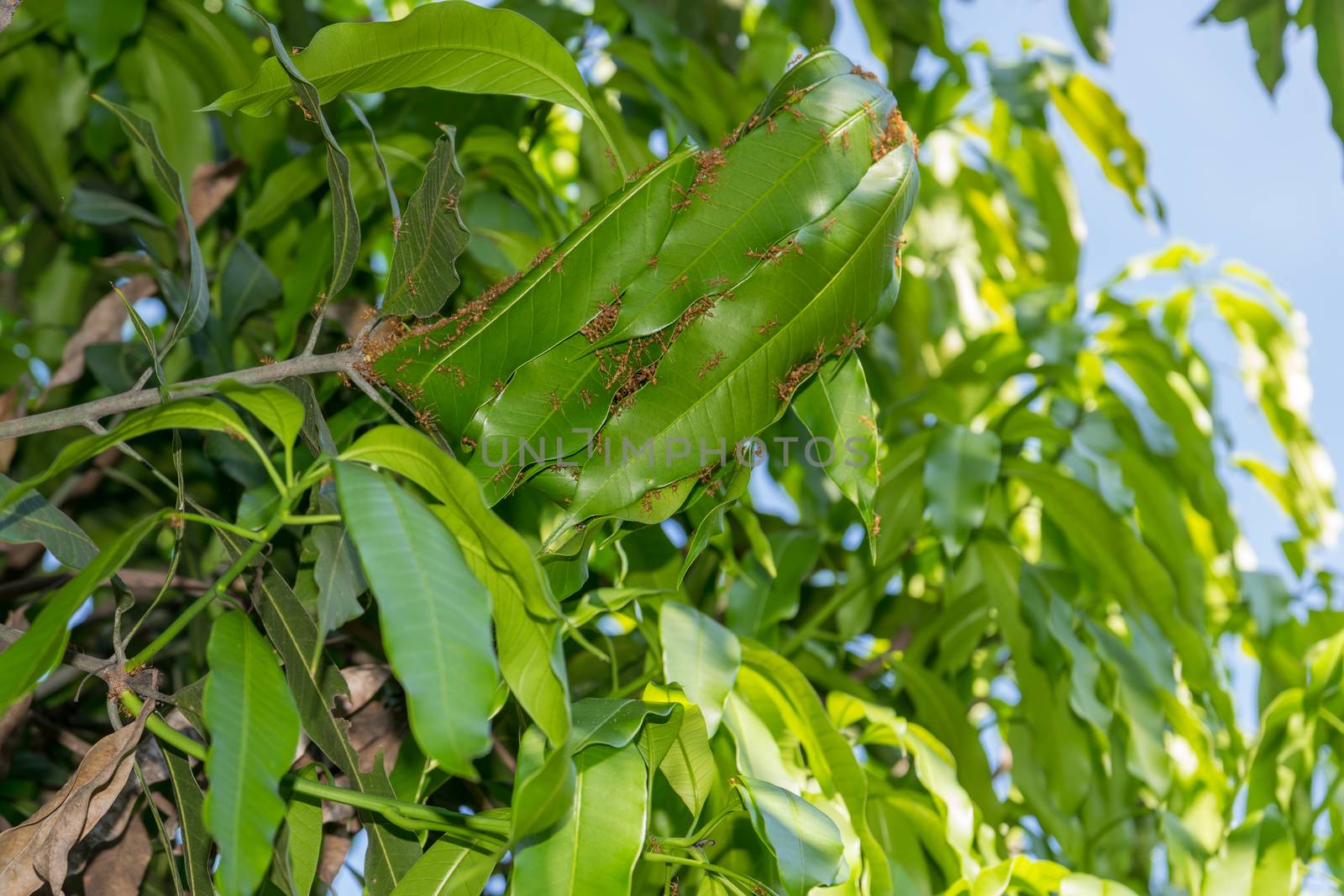 Ant nest with leaves of mango tree.