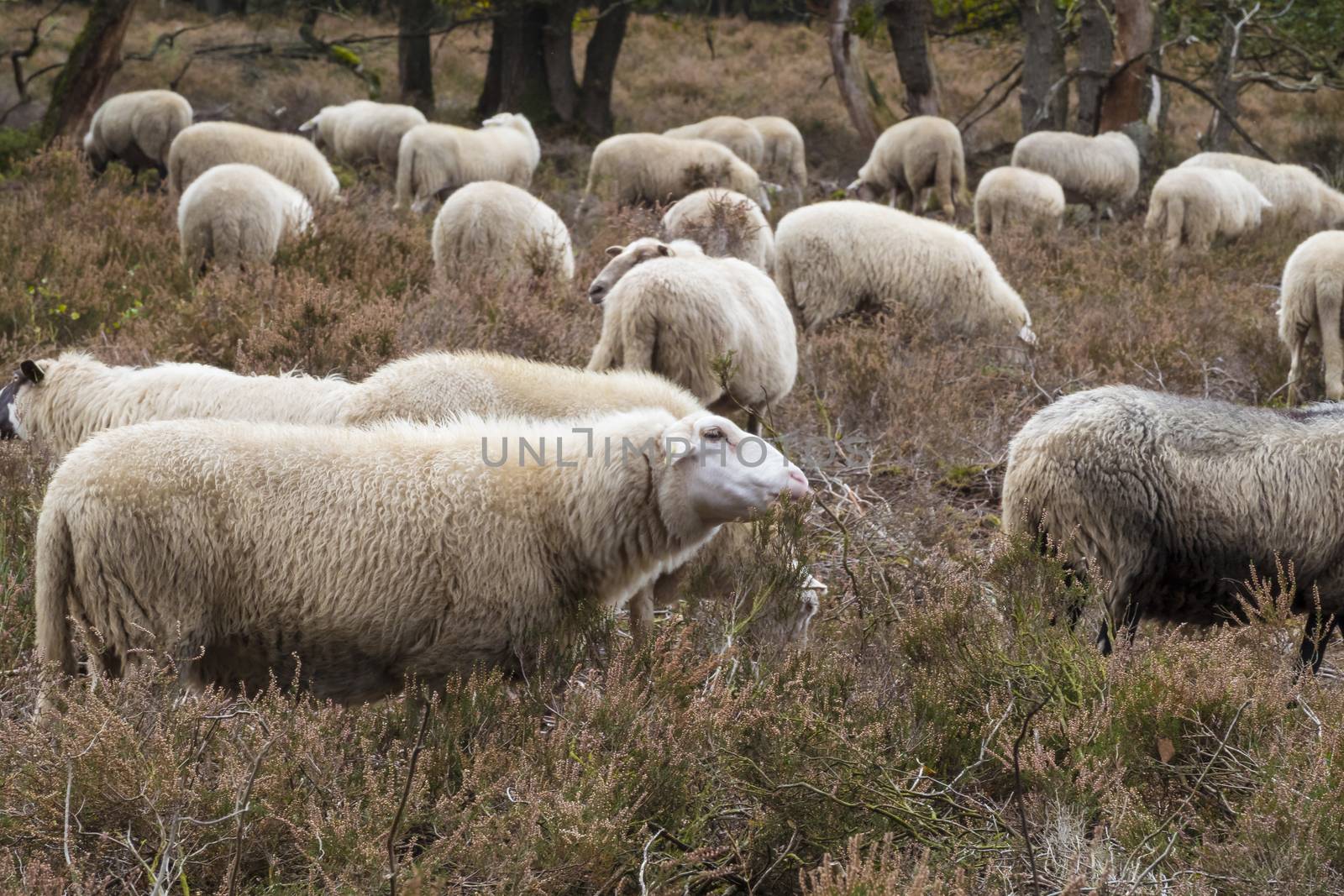 flock of sheep grazing on the veluwe by compuinfoto