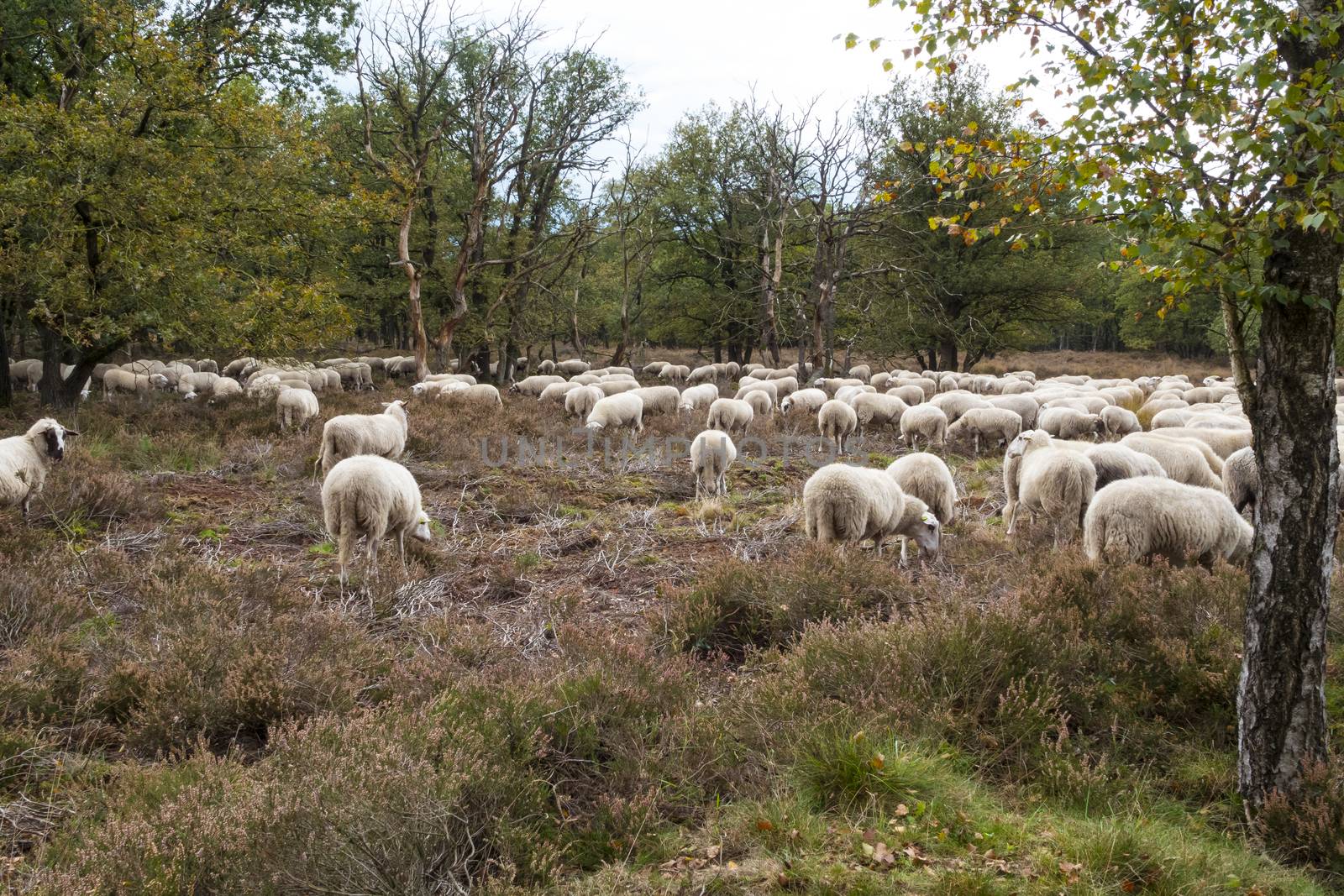 flock of sheep grazing in national park de veluwe in holland