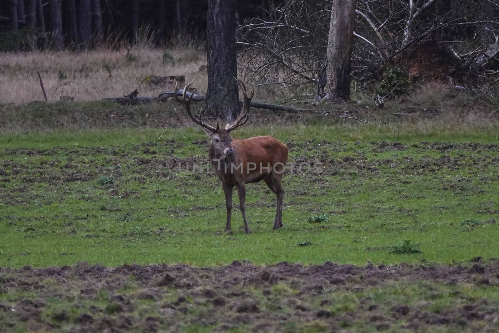 male red deer in the wild in national park de veluwe with the forest as background