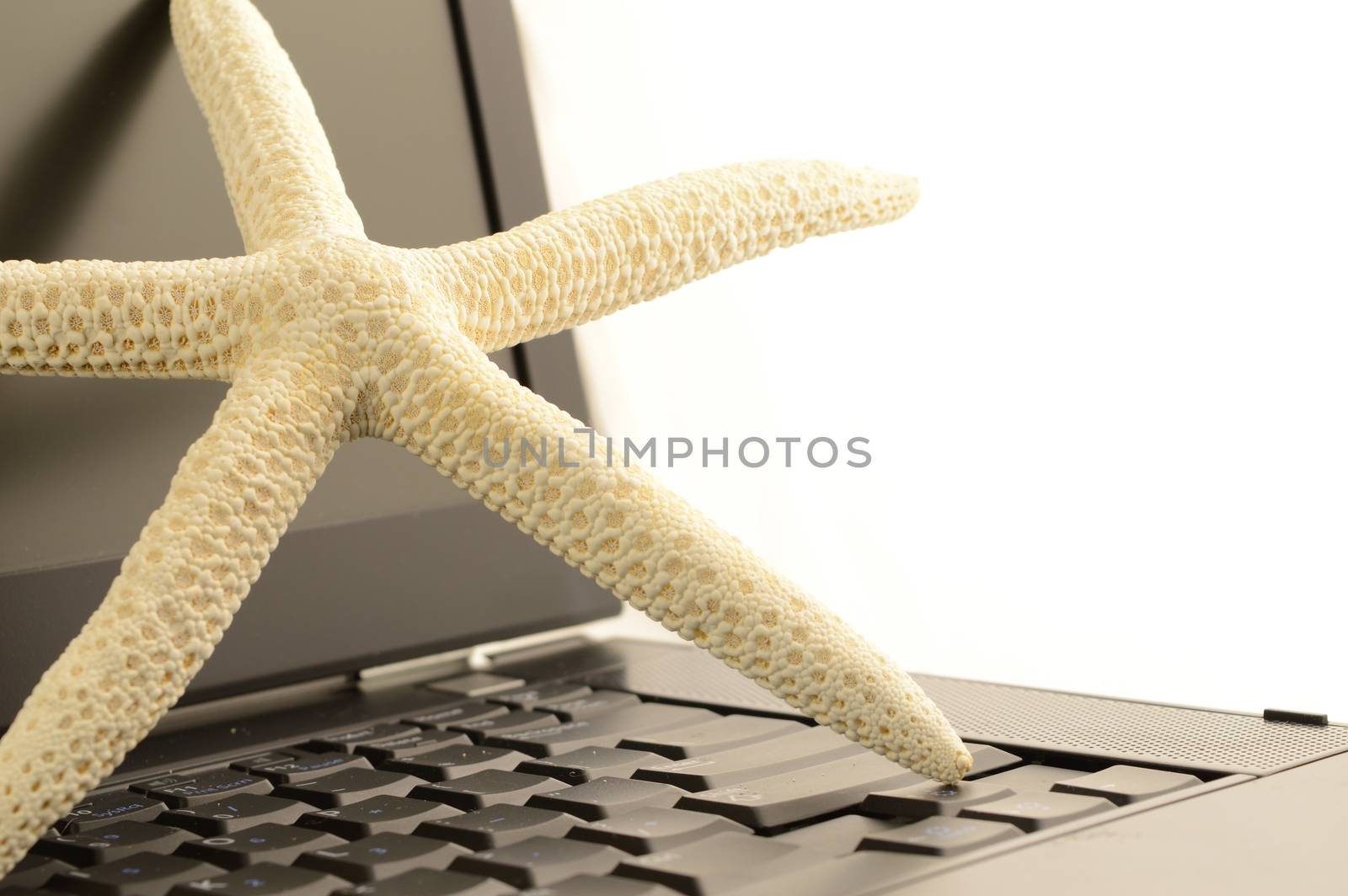 A starfish on a laptop for online travel bookings.
