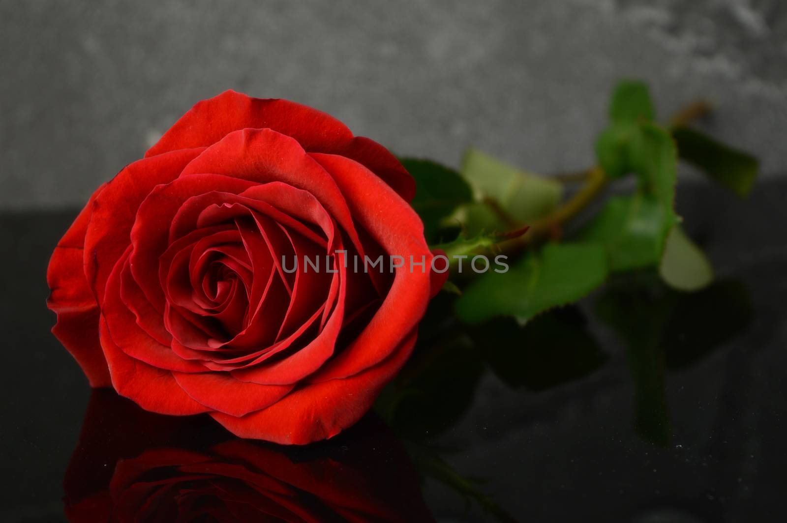 A fresh red rose laying on a dark reflective surface.