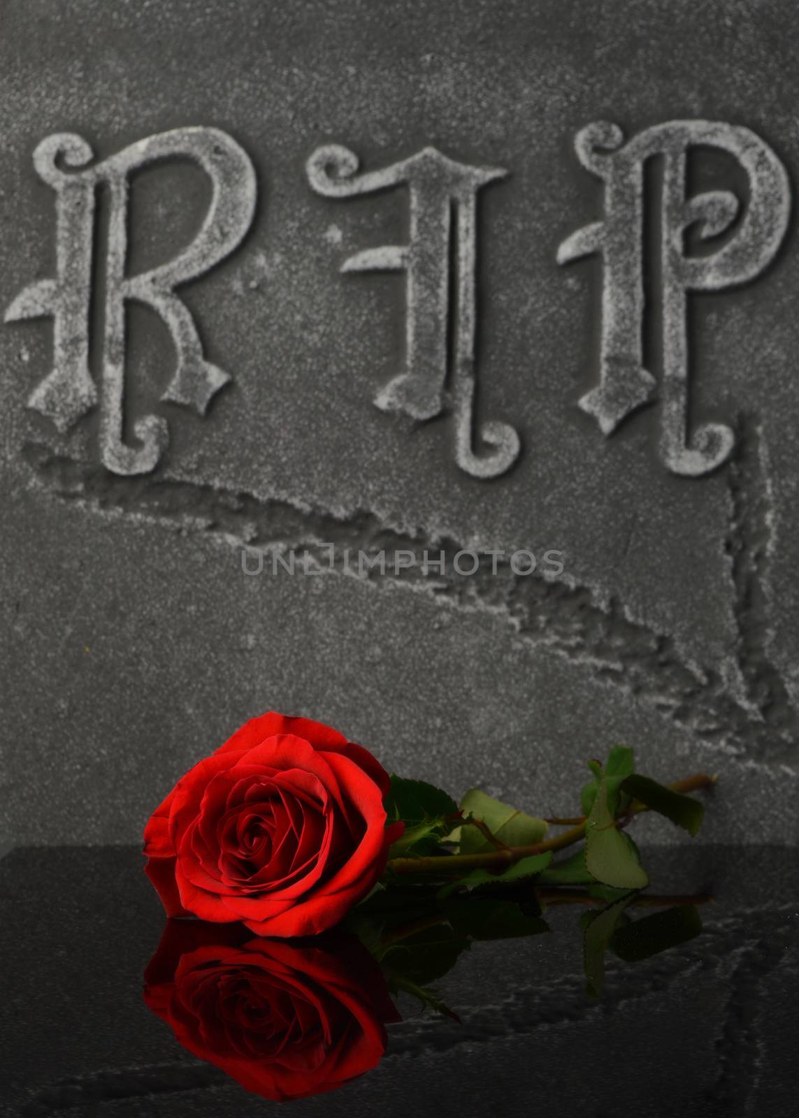 A closeup composition of a fresh red rose laying ontop of a gravestone to show love and respect to the deceased.