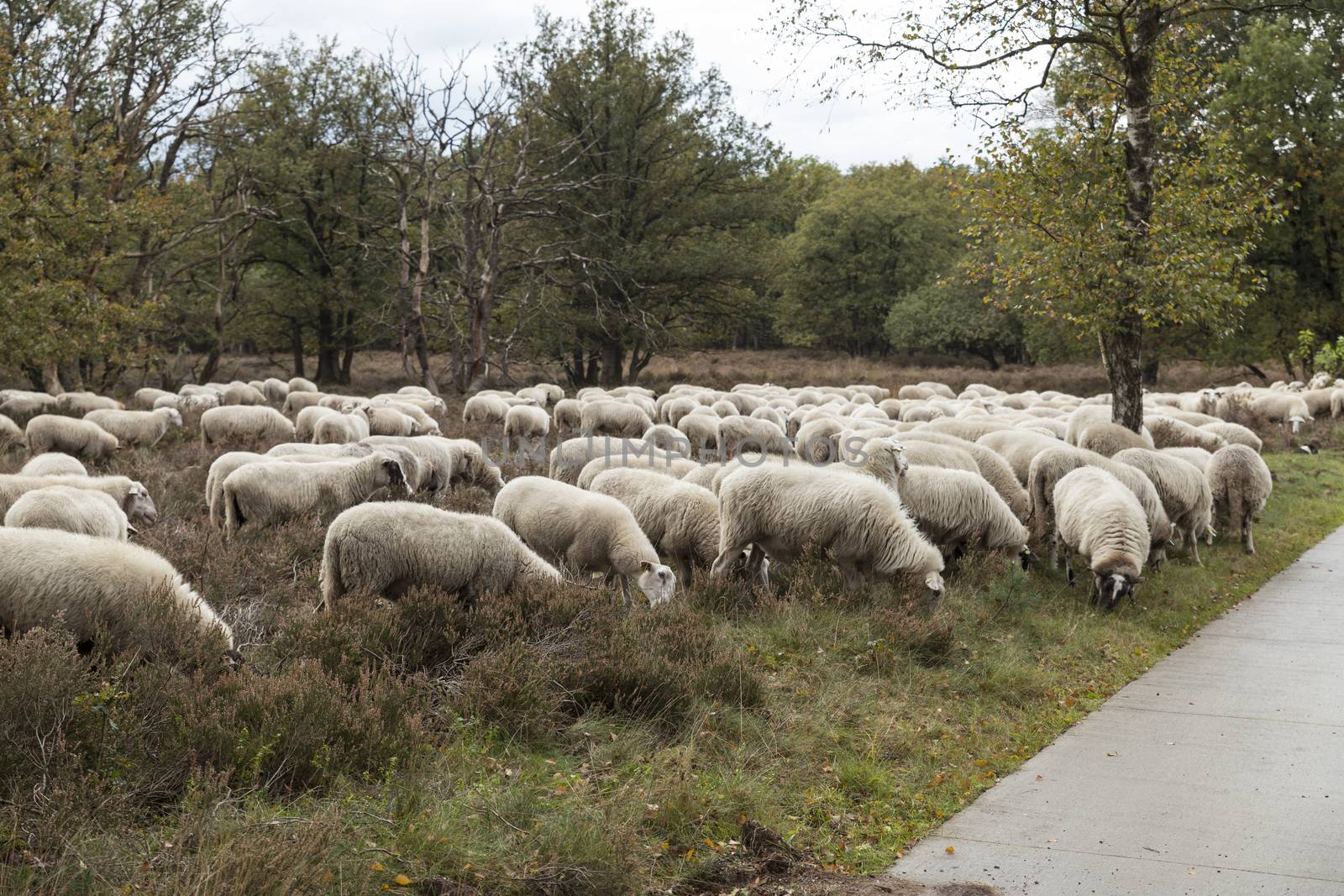 flock of sheep grazing on the veluwe by compuinfoto