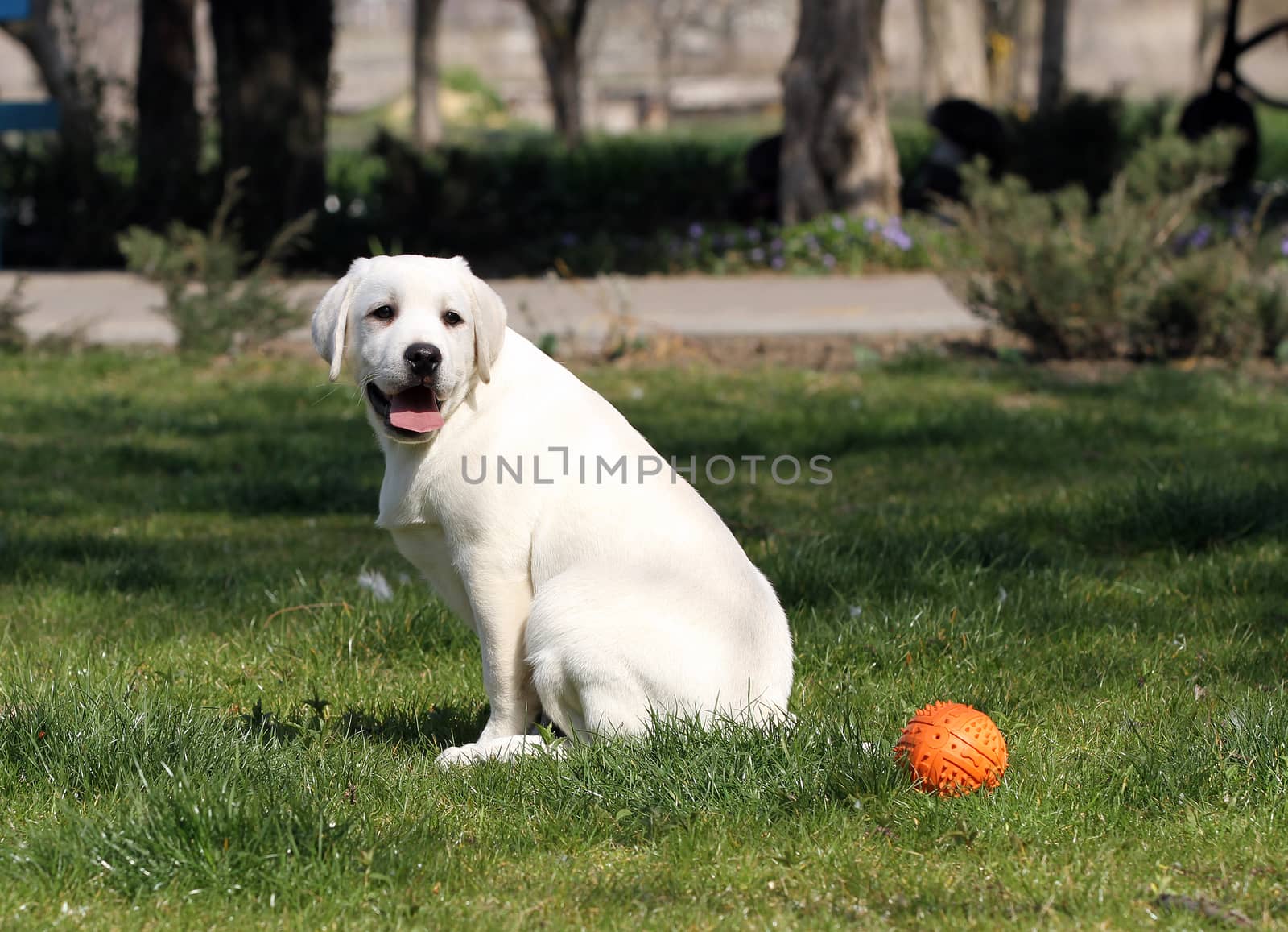 the yellow labrador playing in the park