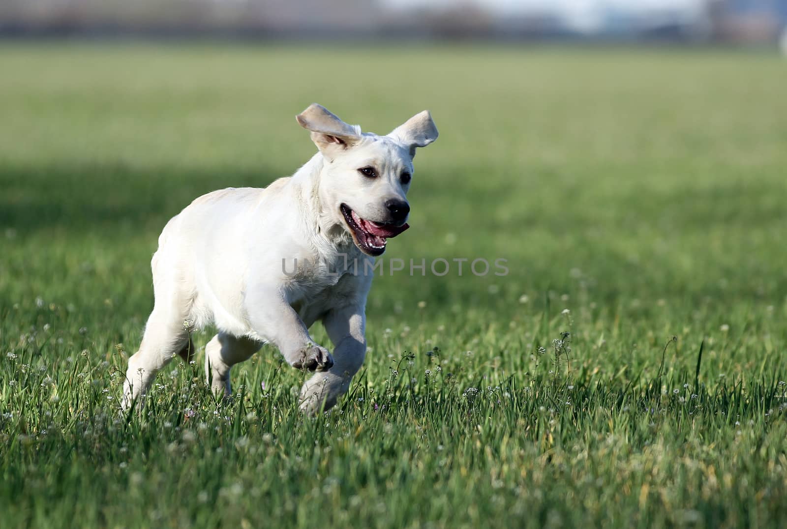 the sweet yellow labrador playing in the park