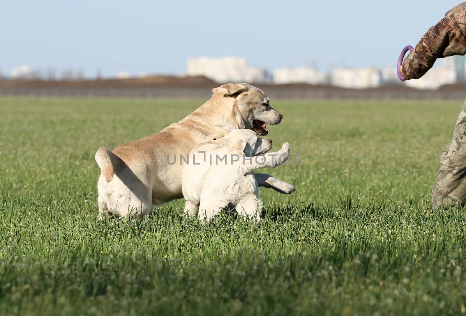 two yellow labrador playing in the park