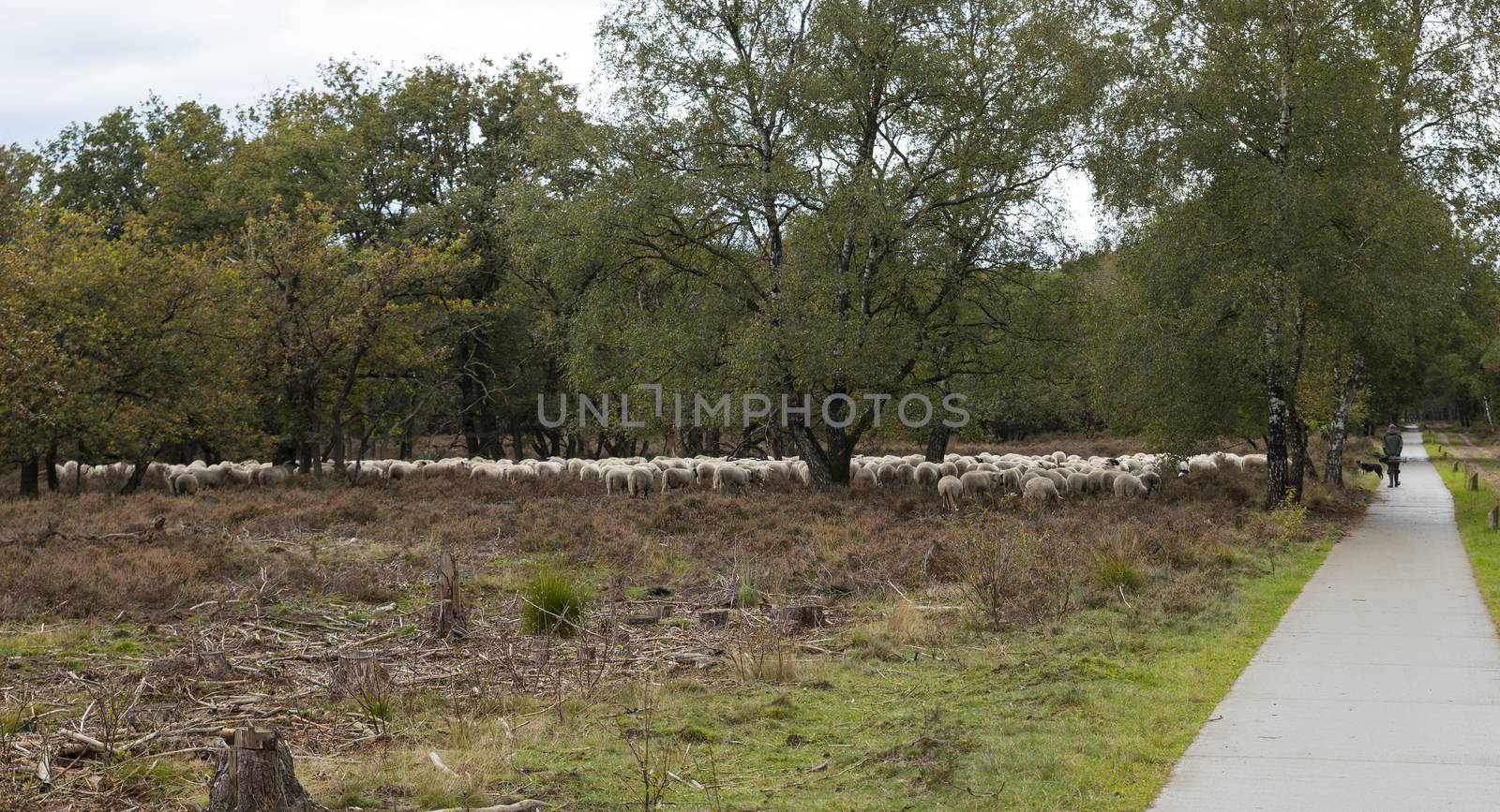 Shepard with flock of sheep grazing by compuinfoto