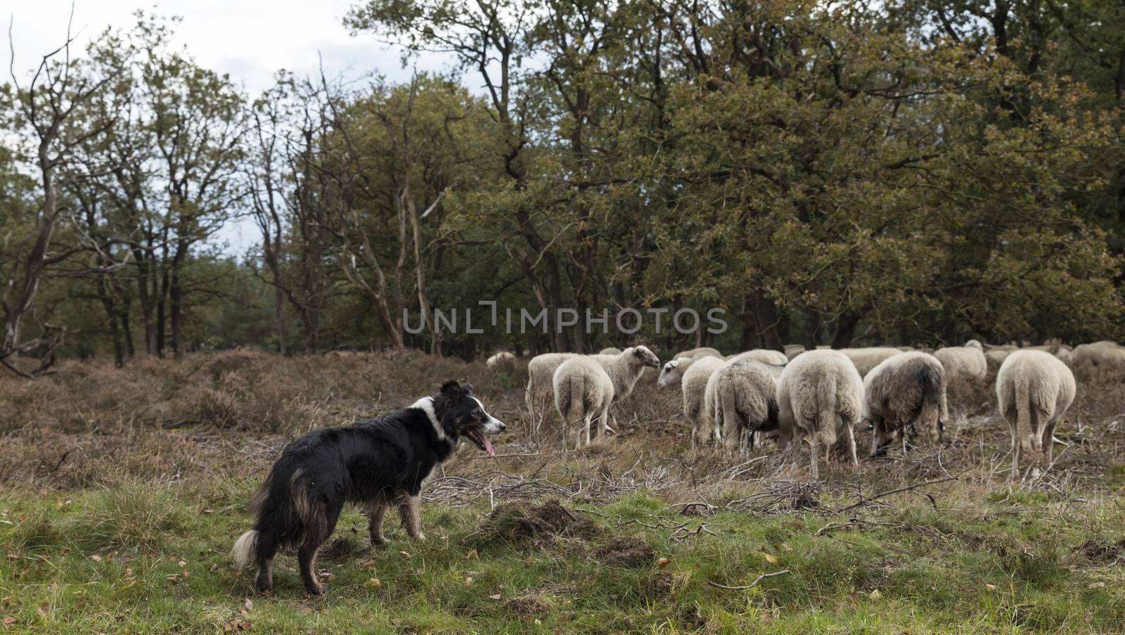 a border collie while herding a flock of sheep , he is very alert and waiting for commands of the shepard