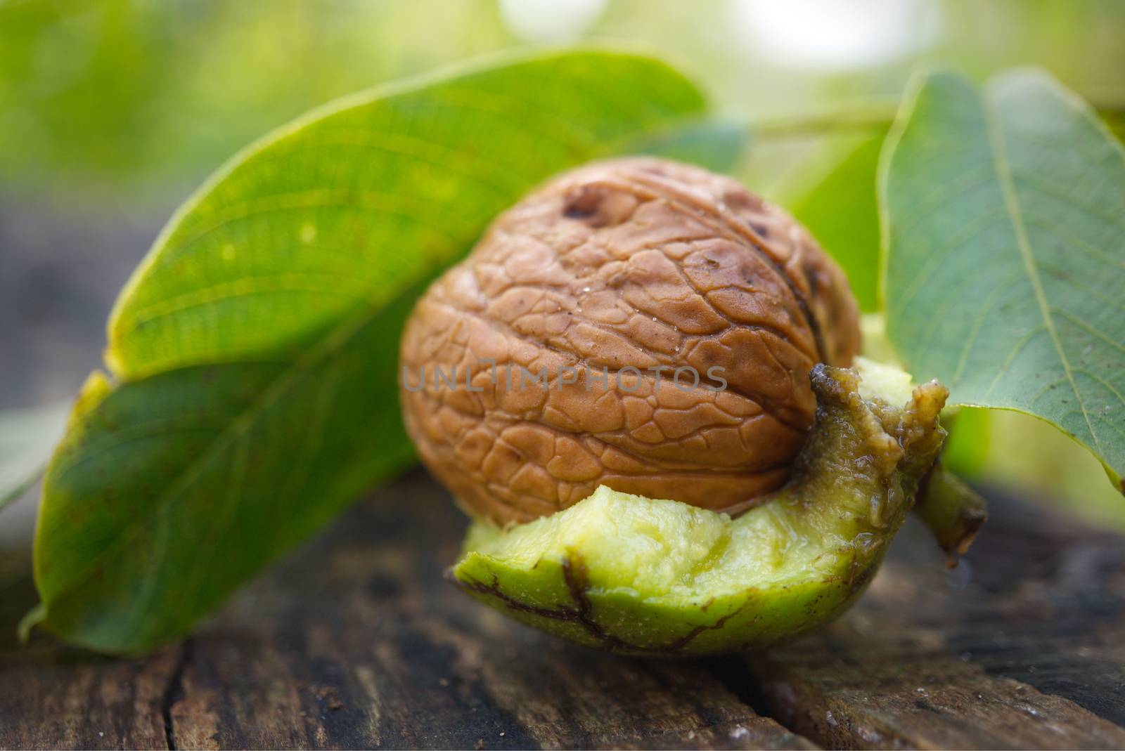 Fresh walnut in the shell with part of green husk attached and leaves outdoors in a concept of autumn harvests
