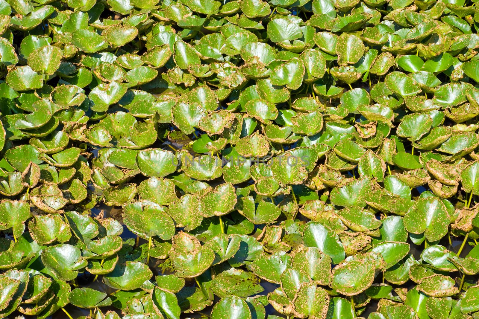 A green background of water lily leaves