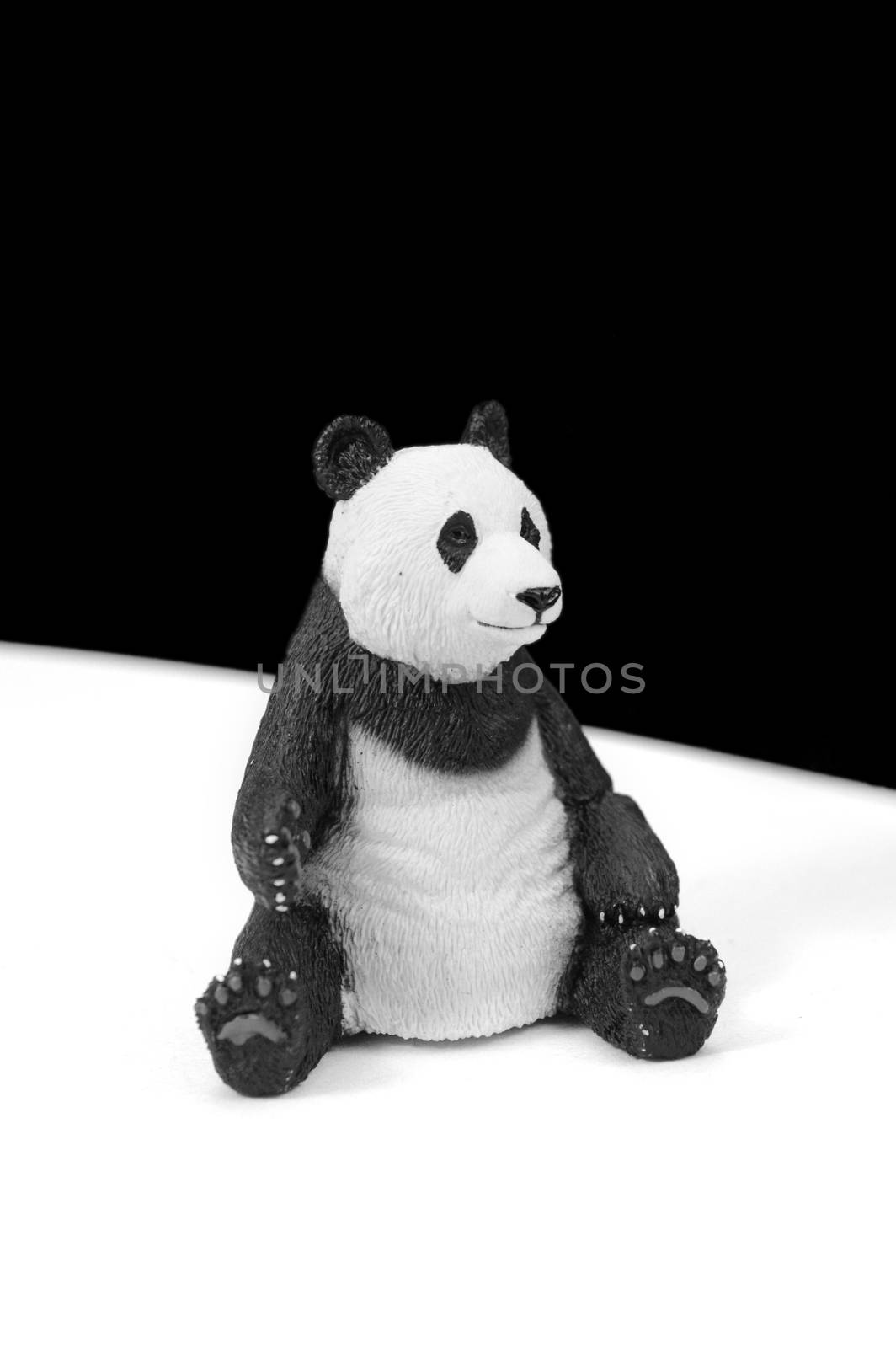 A black and white image of a cute Panda Bear.