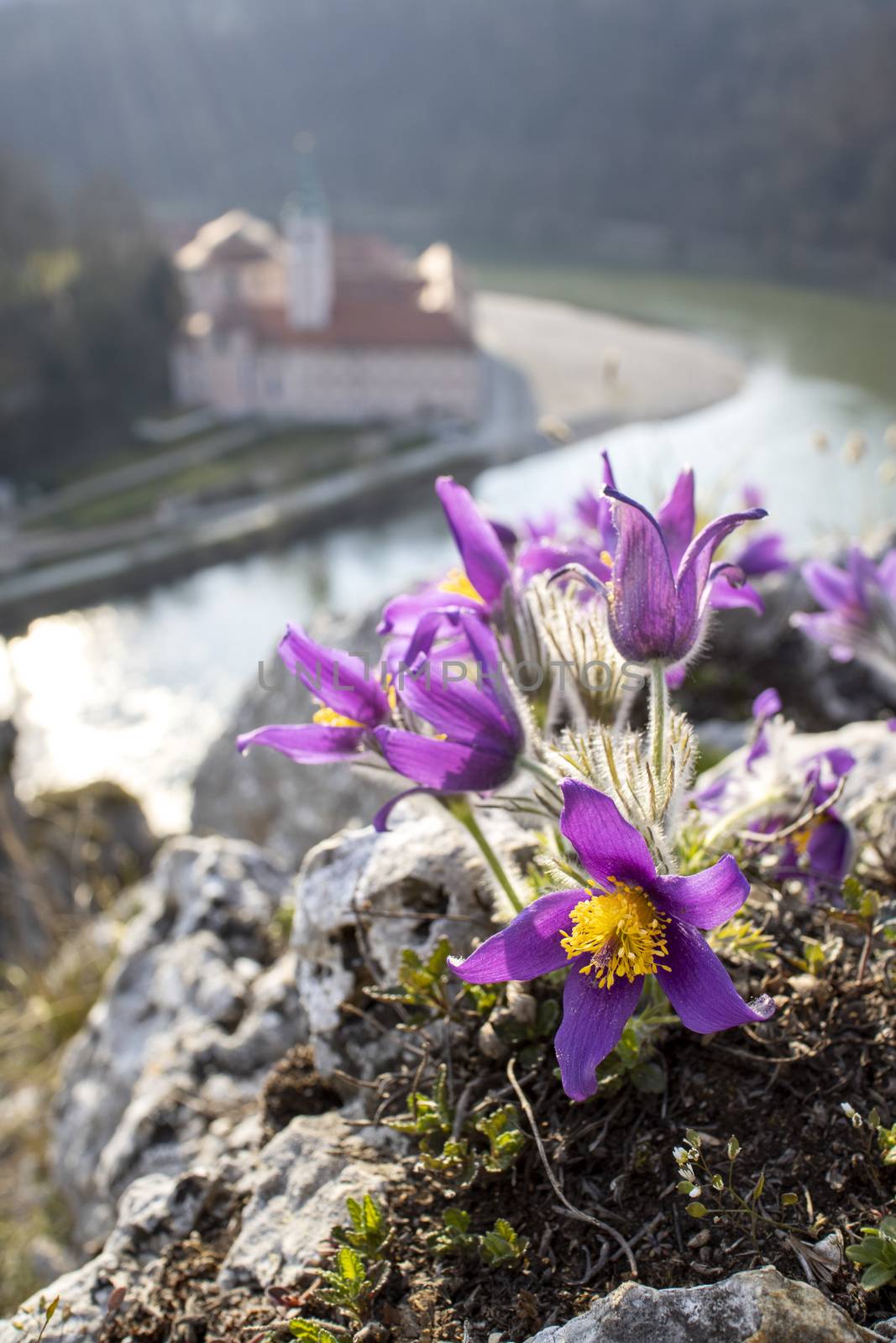 pasque flowers outdoor in spring by bernjuer