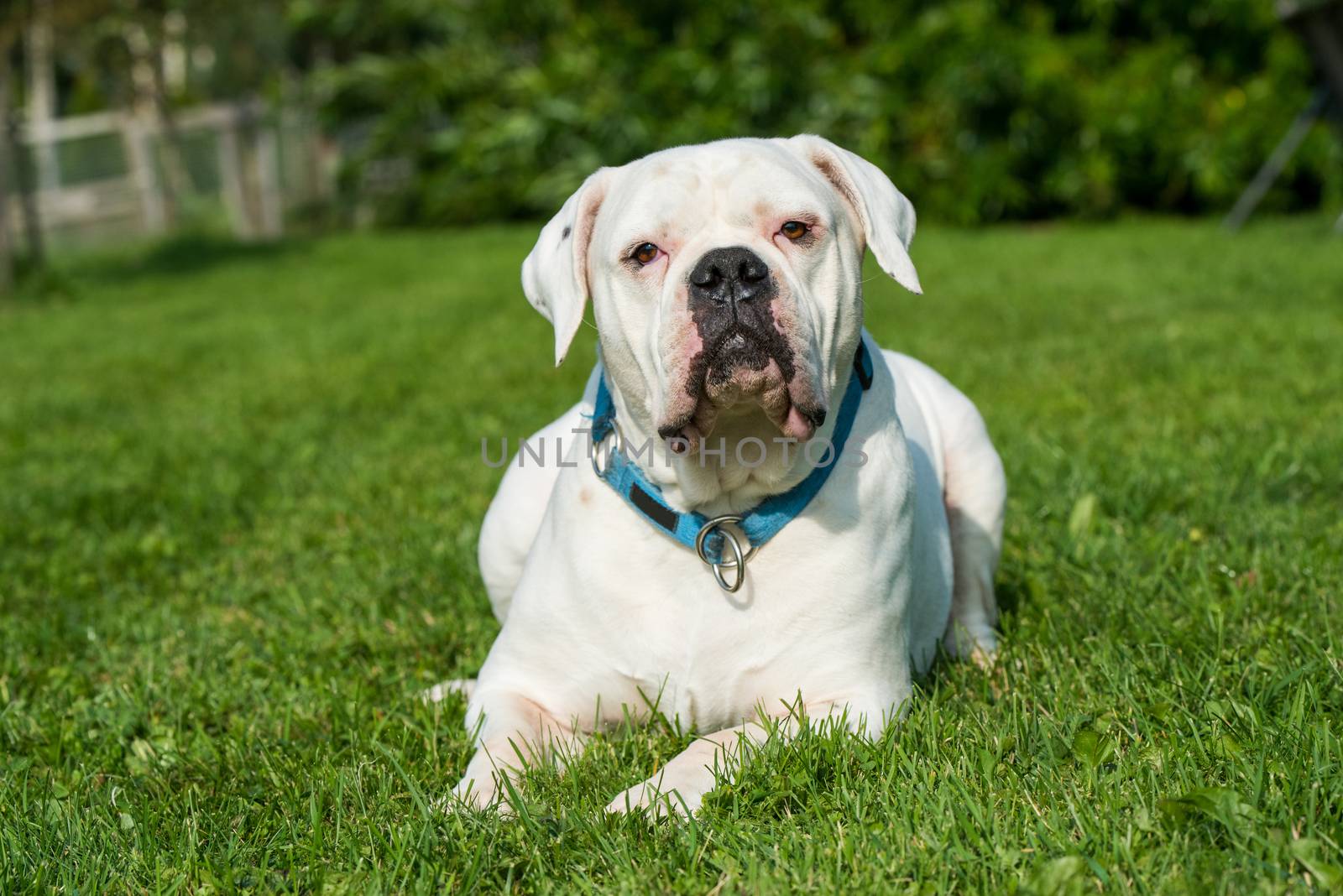 White coat adult American Bulldog dog outside in the yard