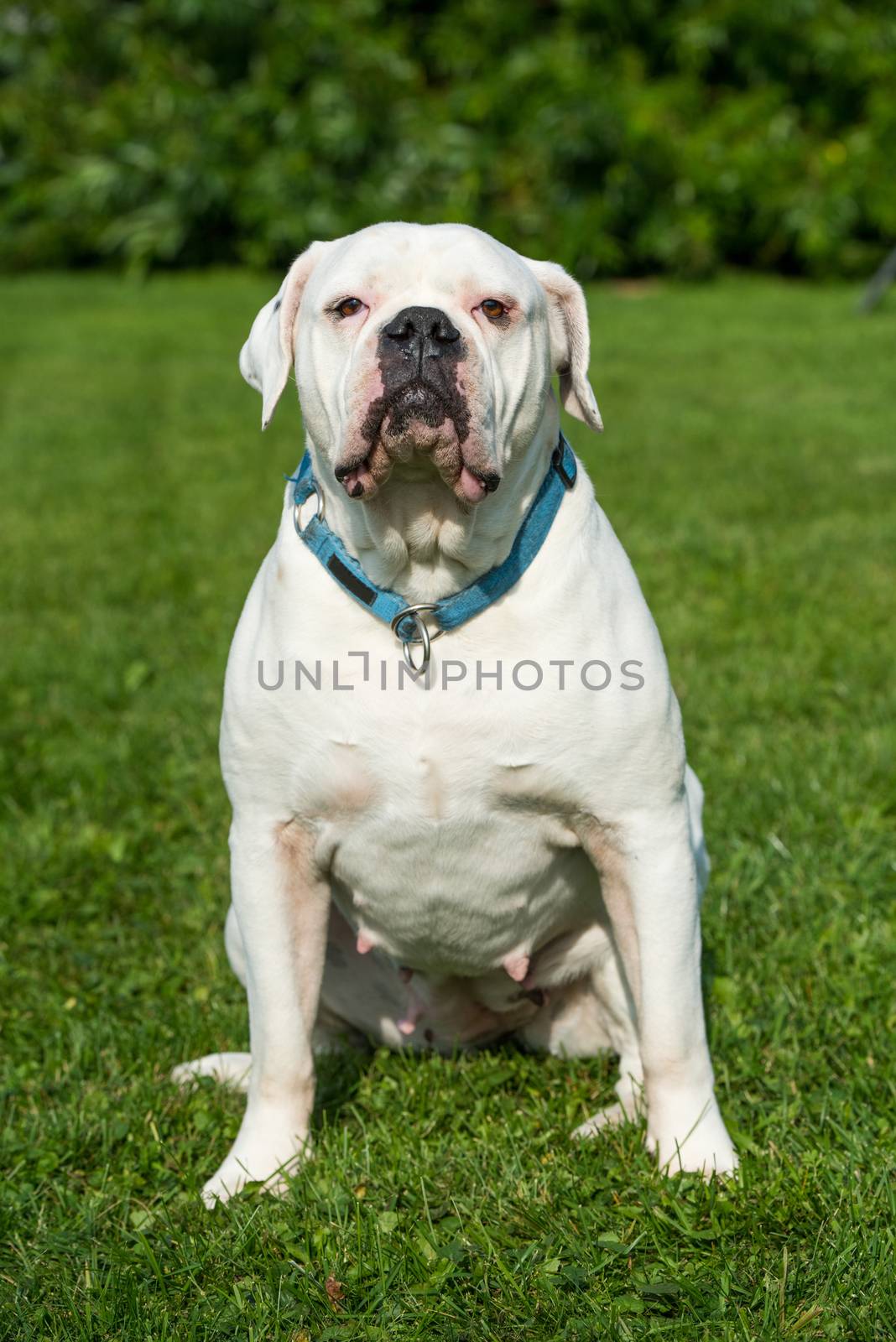 White coat American Bulldog dog portrait outside by infinityyy