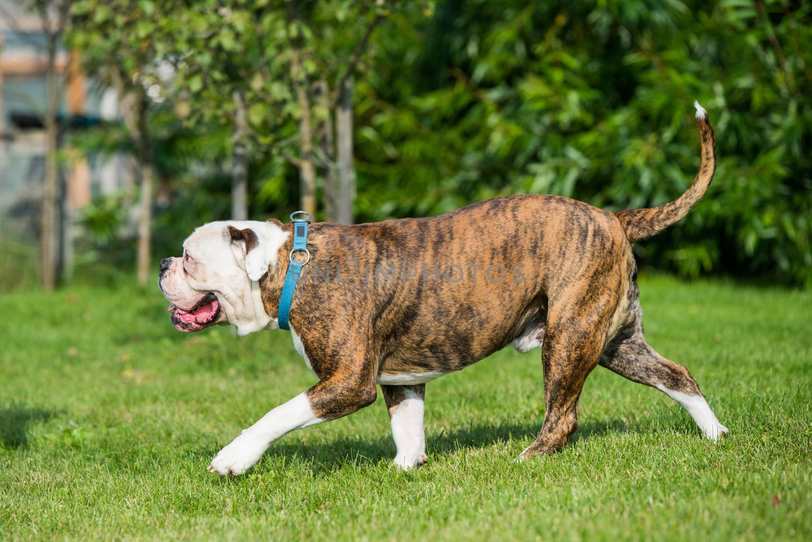 Brindle coat American Bulldog dog in running on grass in the yard