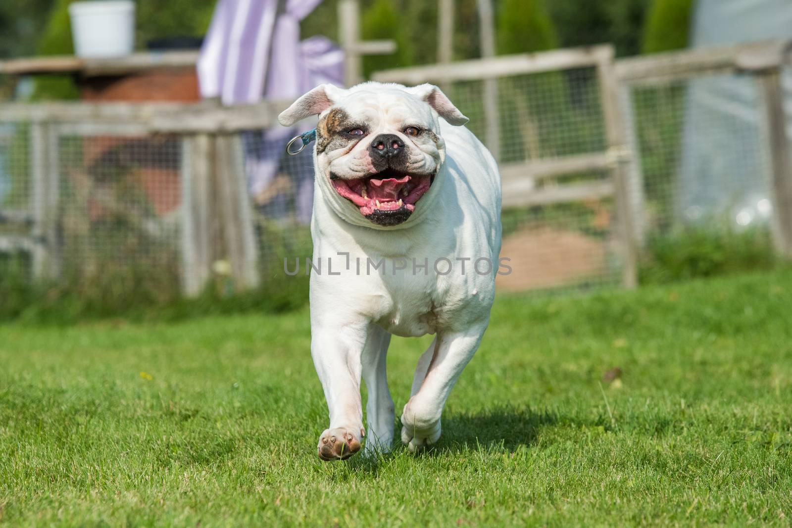 White coat American Bulldog dog in running on grass in the yard