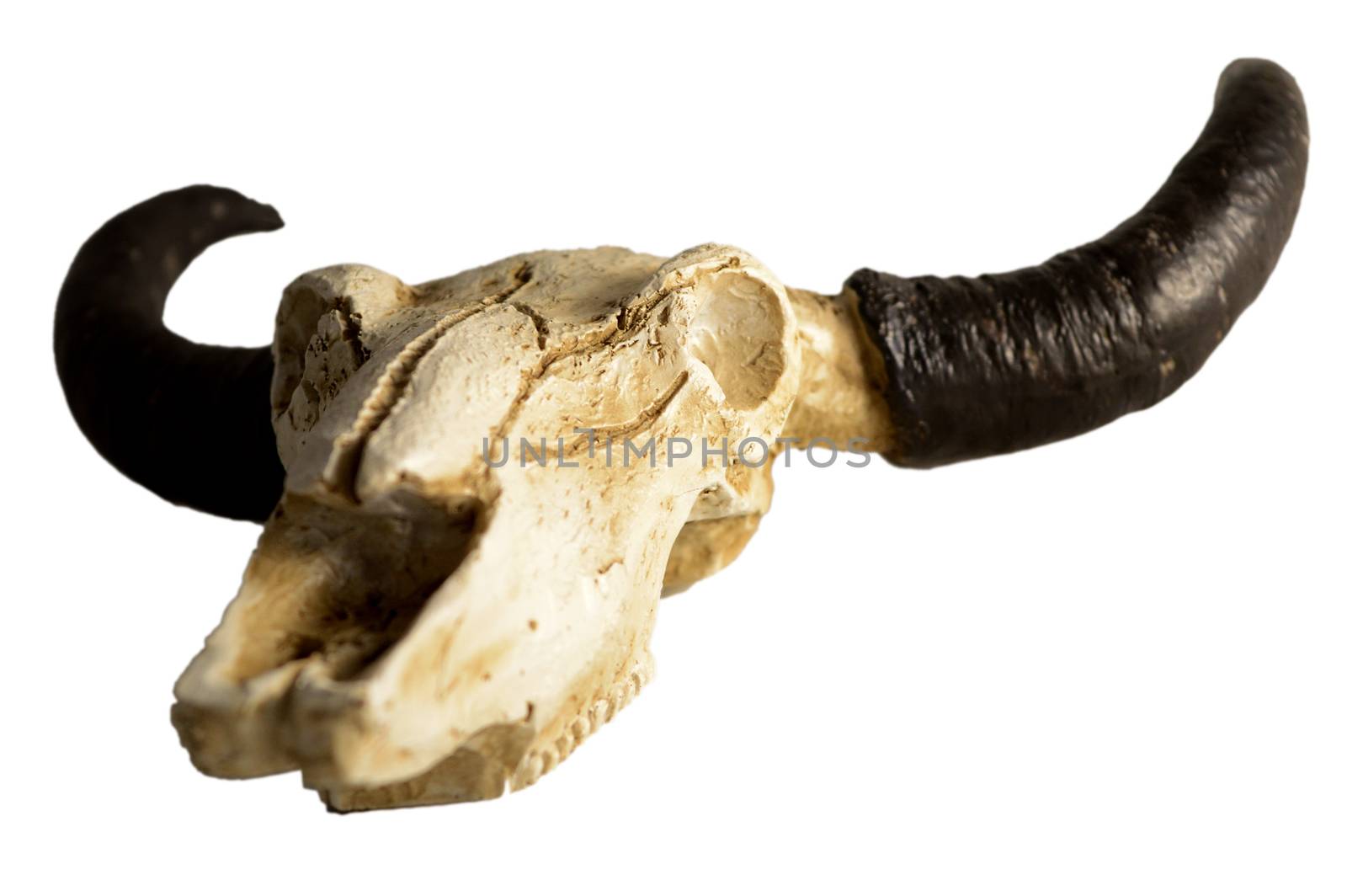 An isolated Rams Skull over a white background.