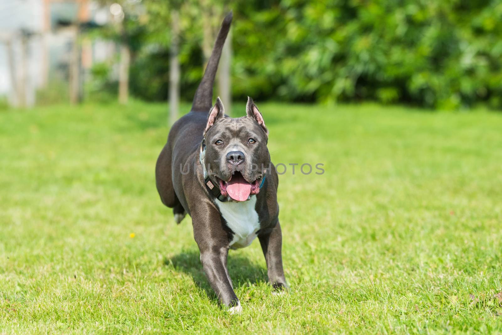 Blue brindle American Staffordshire Terrier dog or AmStaff is running on nature