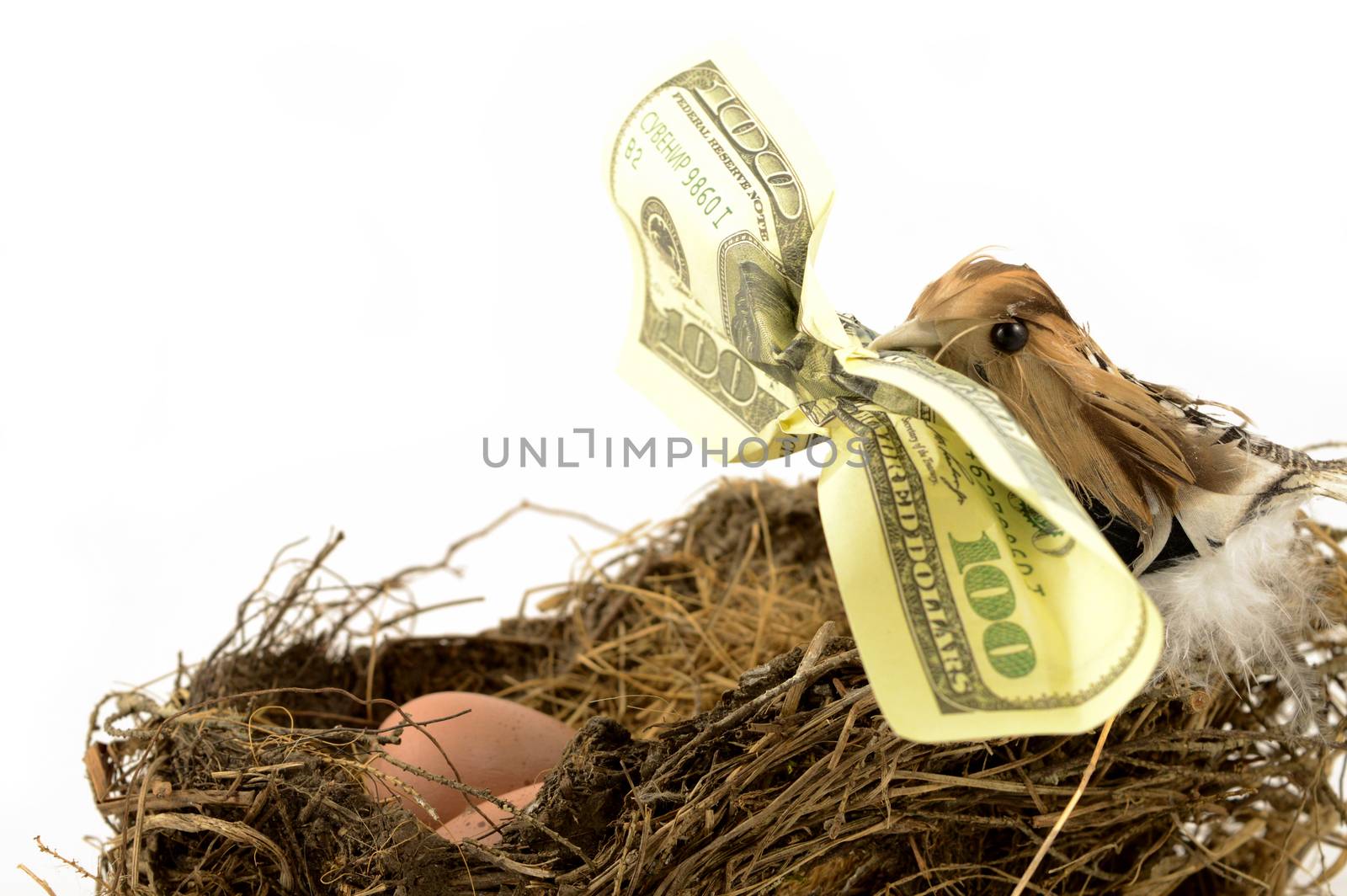 An over white background image of a bird holding a hundred dollar bill in its beak to represent financial nest egg concepts.