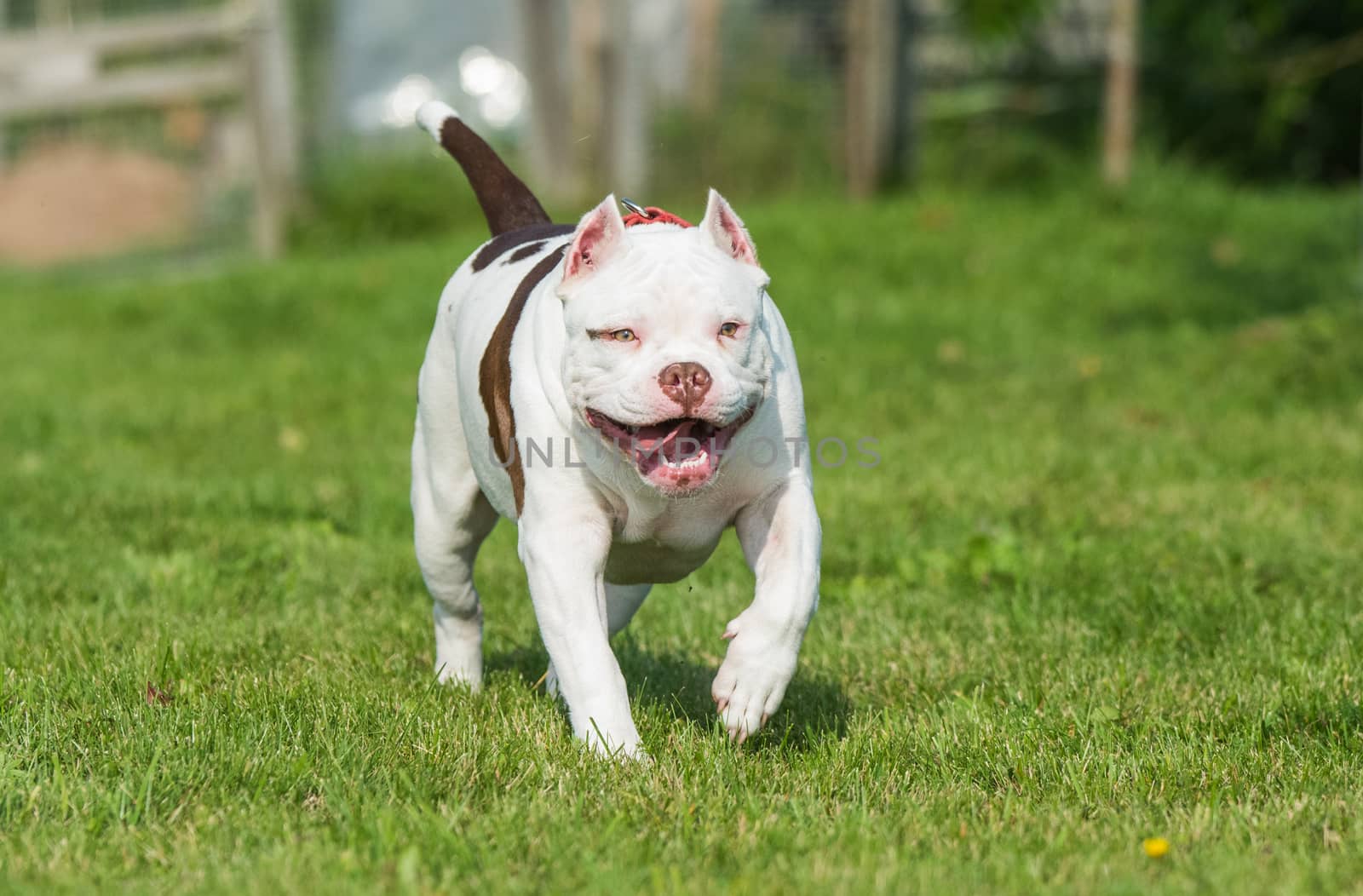 White American Bully puppy dog in move on nature on green grass.