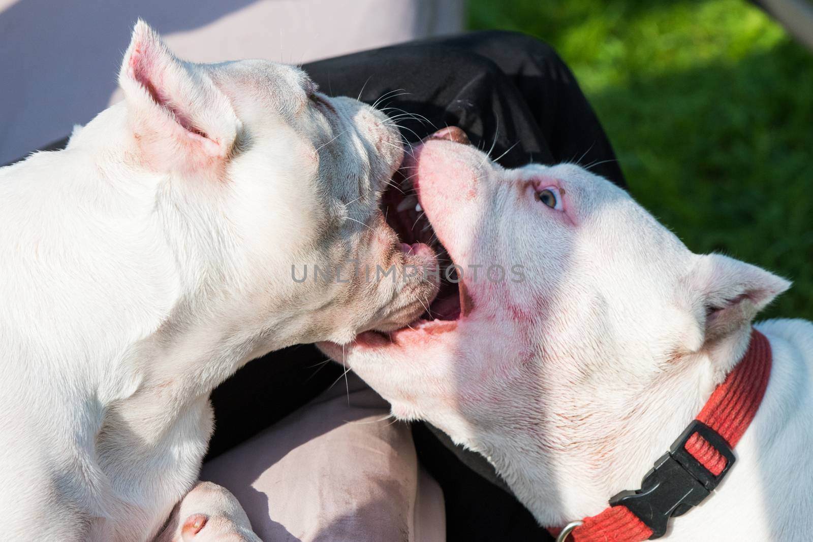 Two White American Bully puppies dogs are playing in move on nature on green grass. Medium sized dog with a compact bulky muscular body, blocky head and heavy bone structure.
