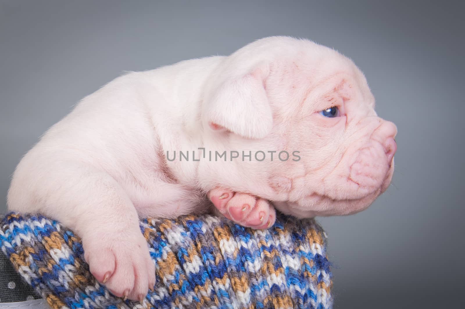 Funny small American Bulldog puppy dog is sleeping on gray blue background.