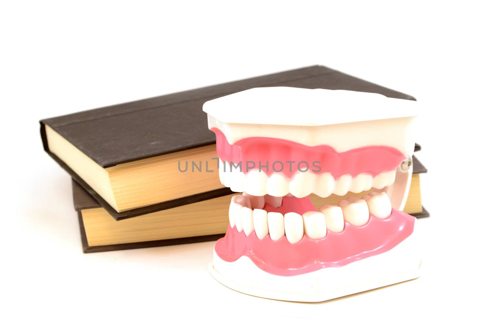 An isolated dental tooth display and two books for education on oral healthcare.