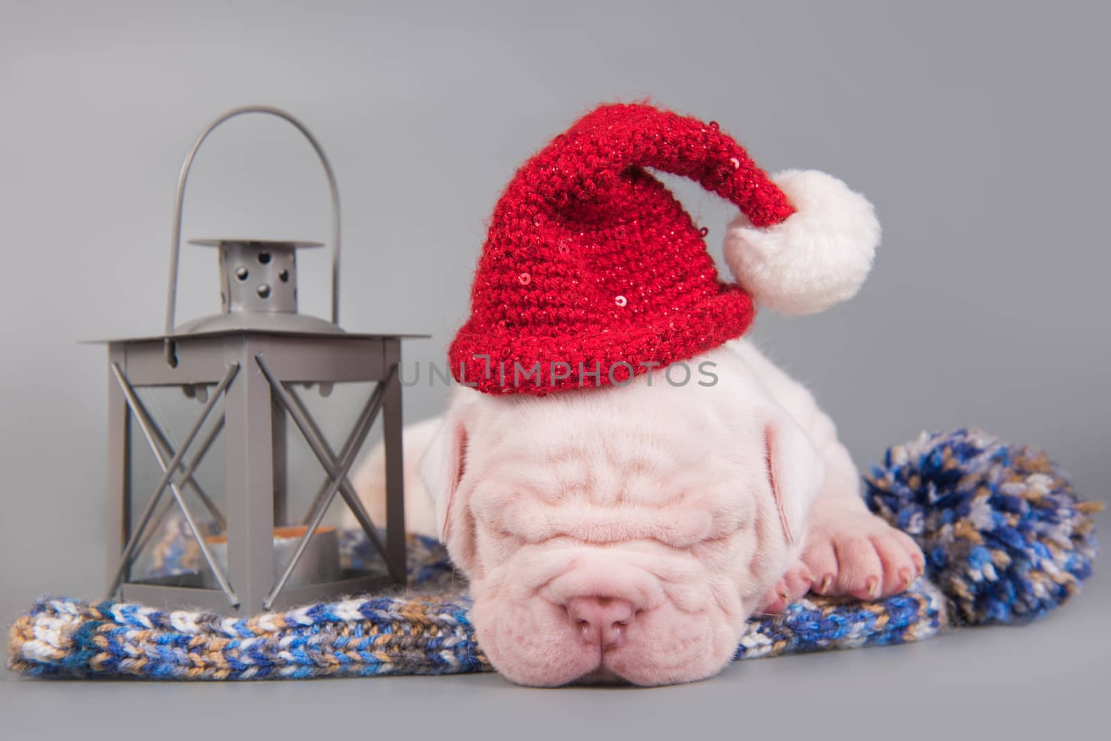 Funny American Bulldog puppy dog santa claus hat by infinityyy