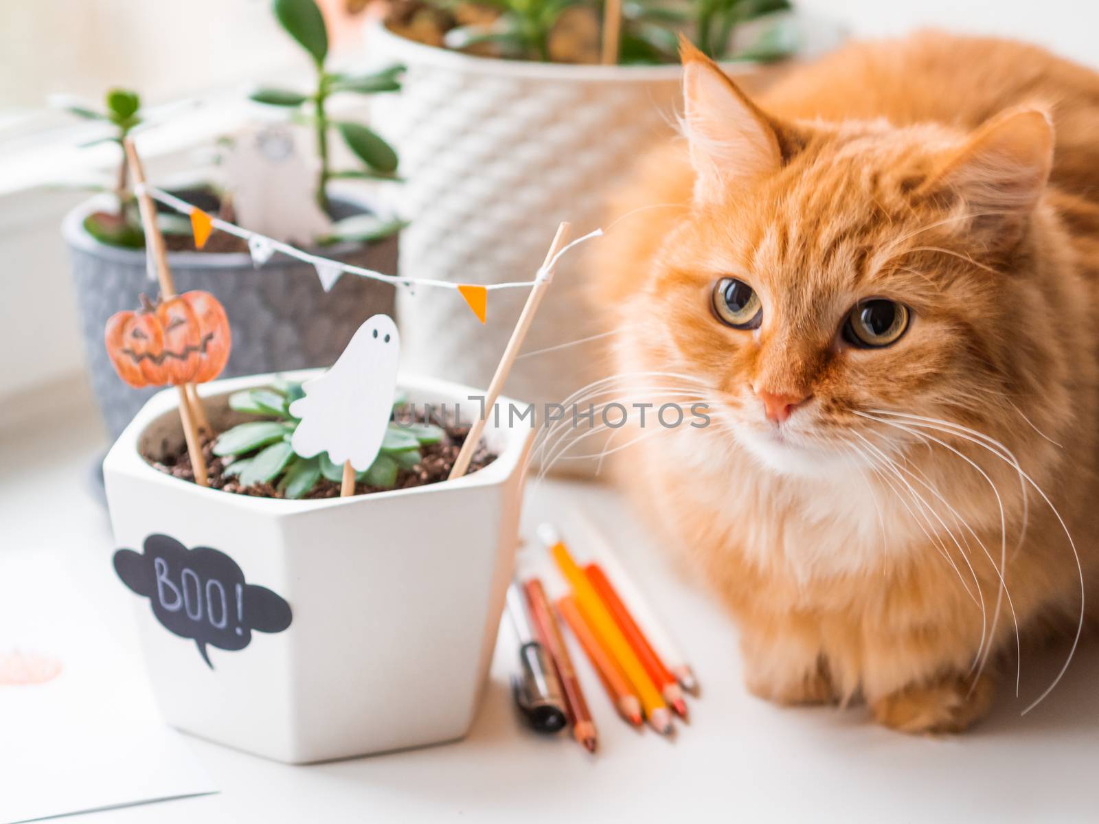 Cute ginger cat and flower pots with handmade decorations for Ha by aksenovko