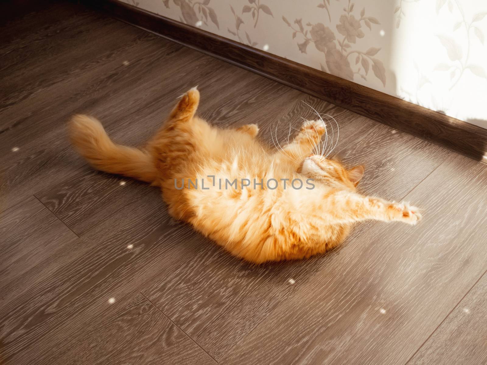 Cute ginger cat plays with sun reflections from sparkling mirror by aksenovko