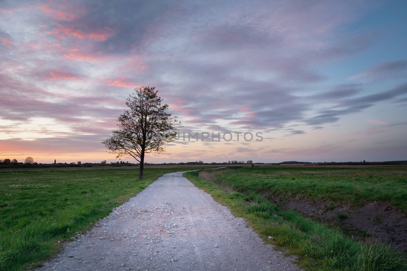 Beautiful view of the road with a tree after sunset, spring evening