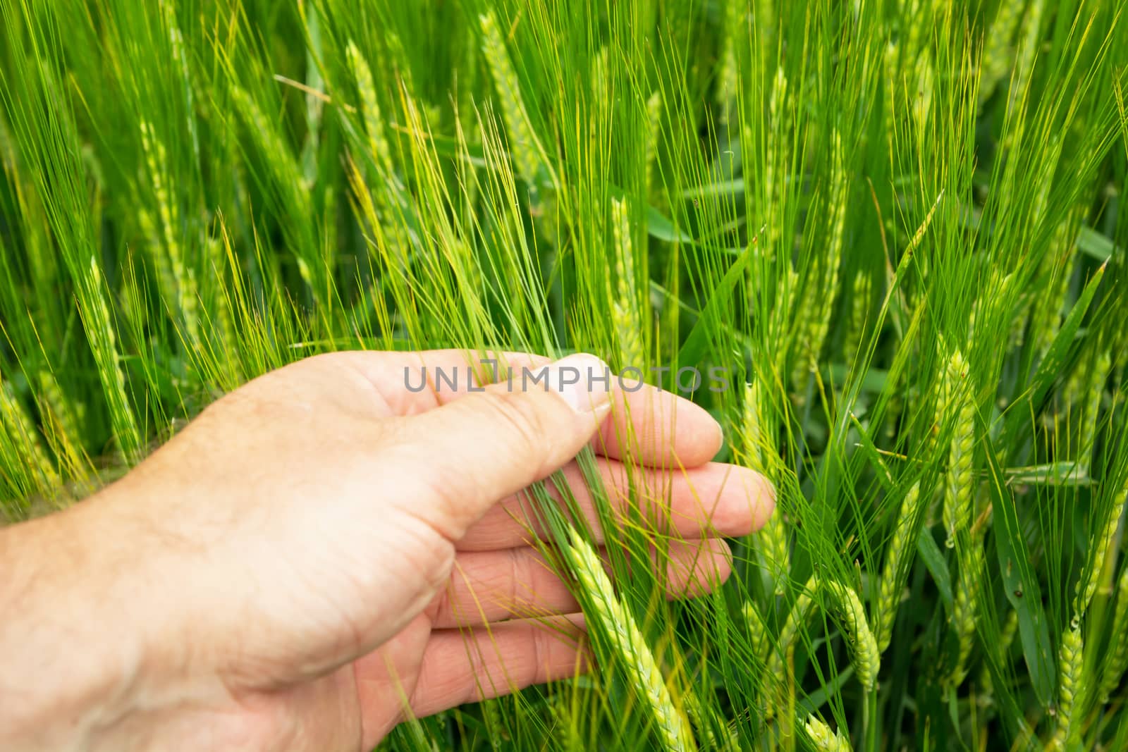 Men's hand and green ears of grain