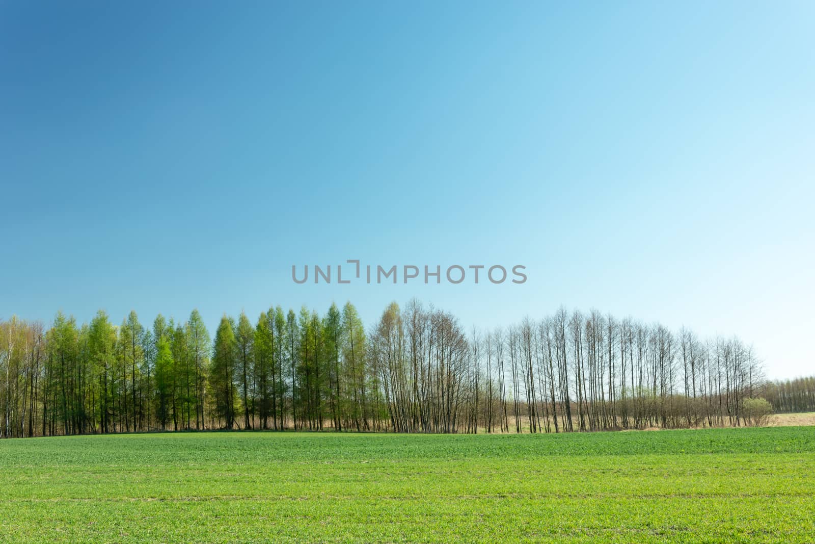 Green field strip, tree line and cloudless blue sky, spring view