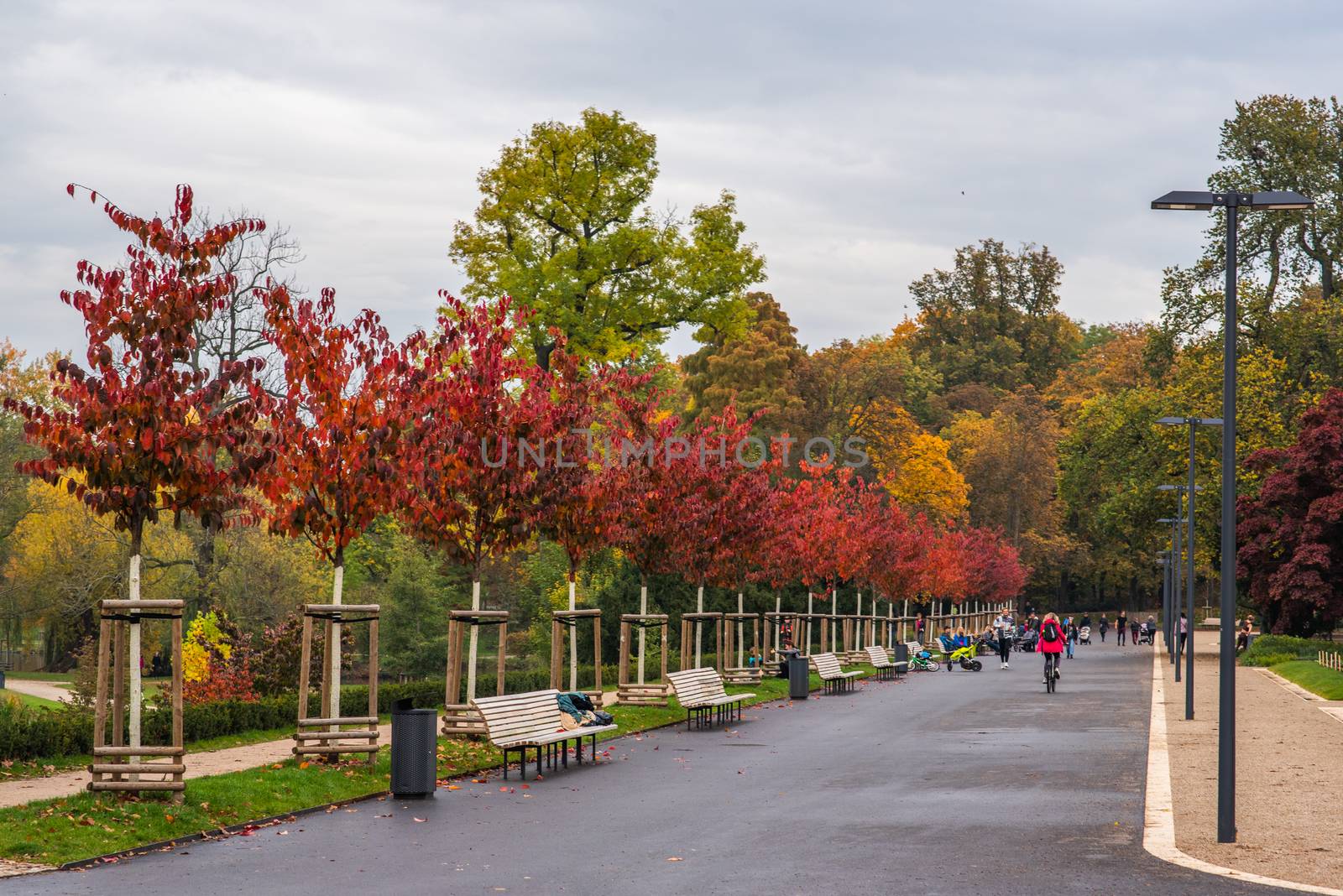 Line of red trees during autumn in the park Stromovka Prague Czech Republic