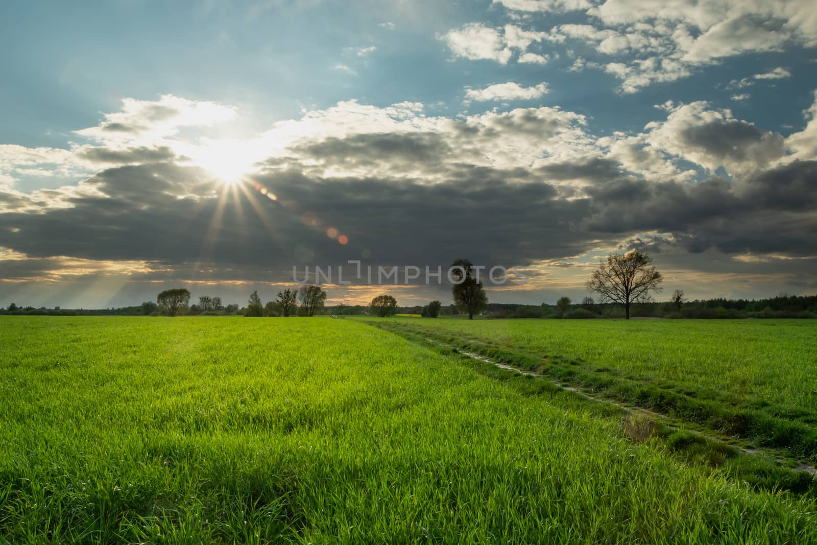 Sunshine over a dark cloud and a dirt road through a green wheat field